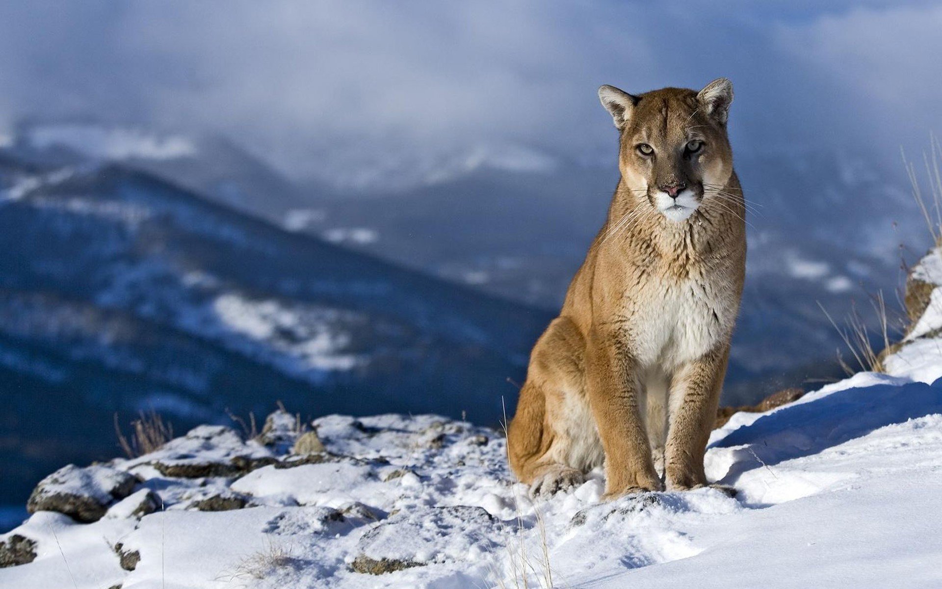 Download hd 1920x1200 Cougar PC background ID:81728 for free