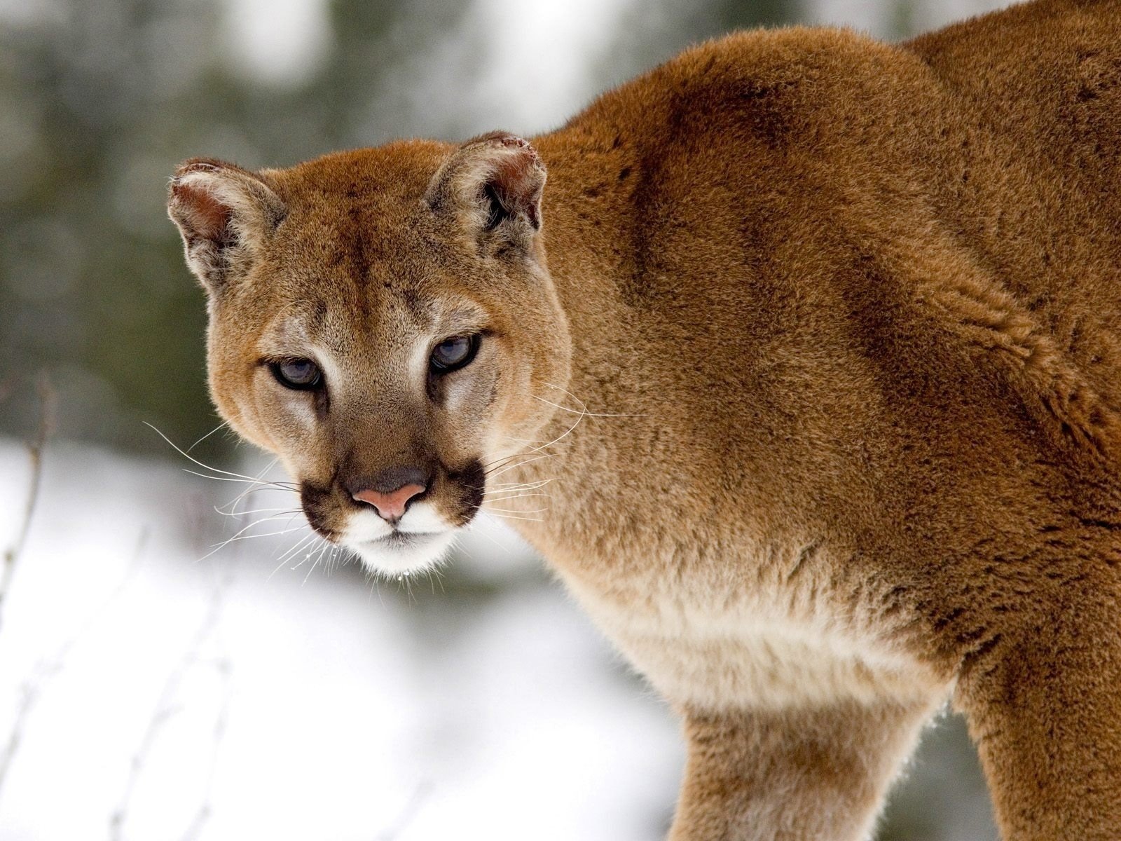 Awesome Cougar free wallpaper ID:81804 for hd 1600x1200 computer