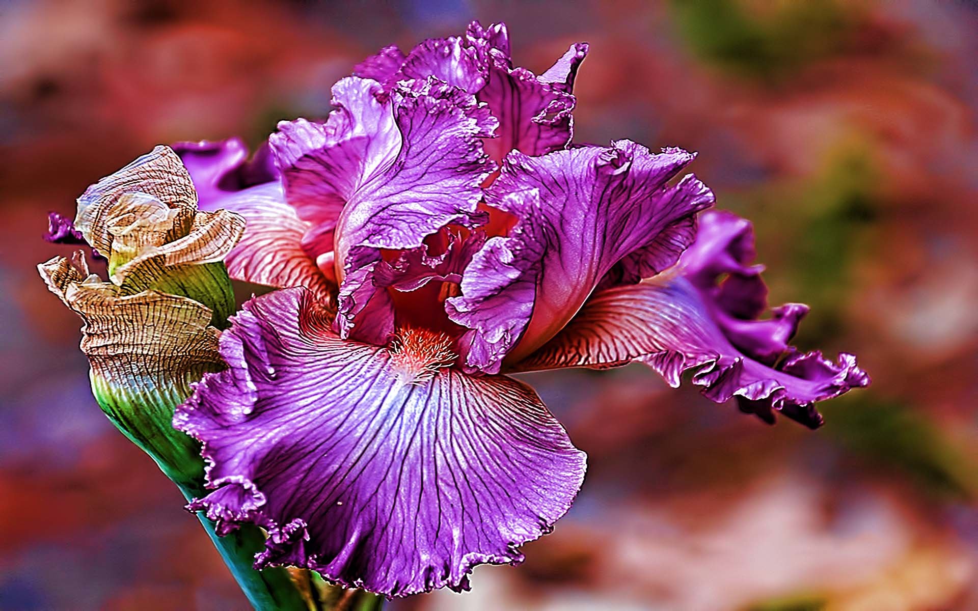 Free download Iris background ID:53078 hd 1920x1200 for computer