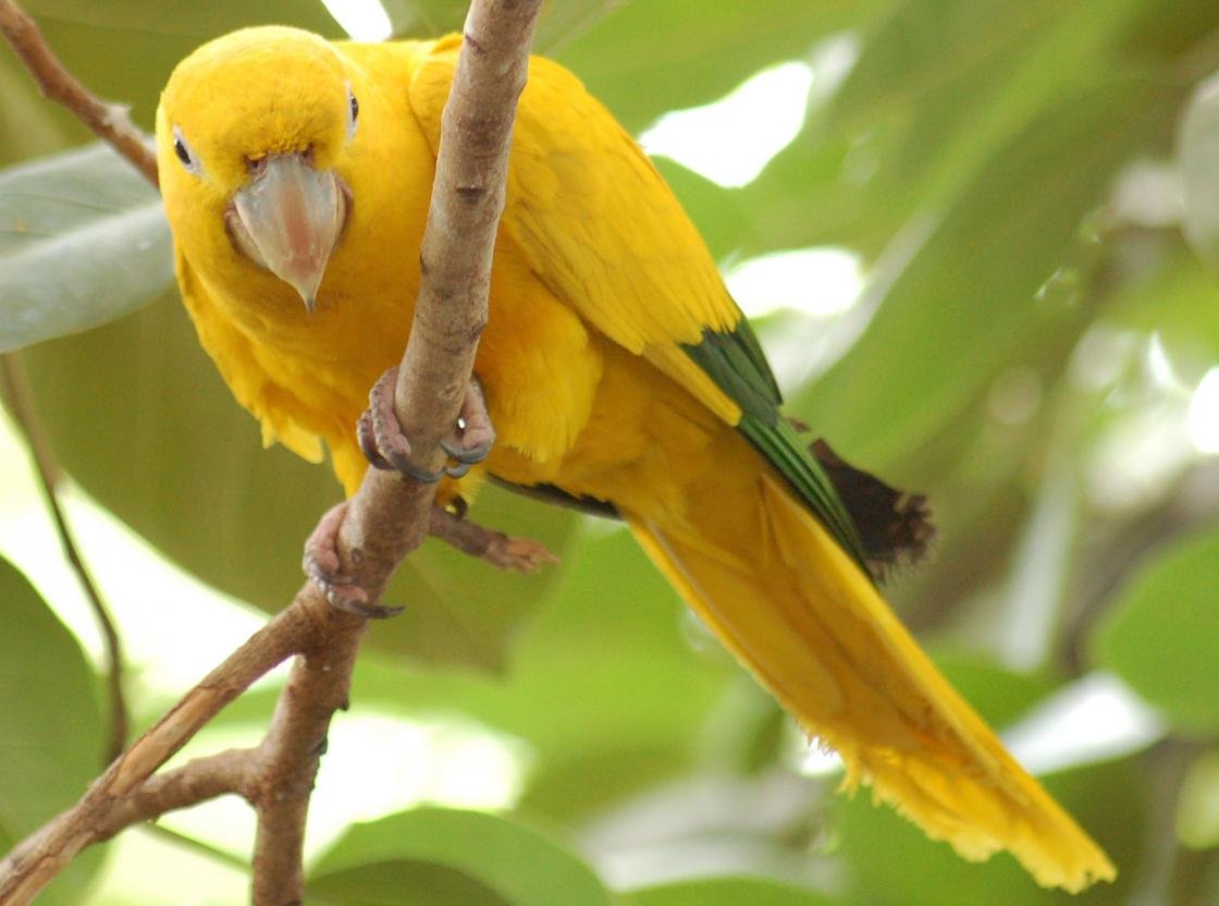 Free download Parrot wallpaper ID:25814 hd 1120x832 for computer