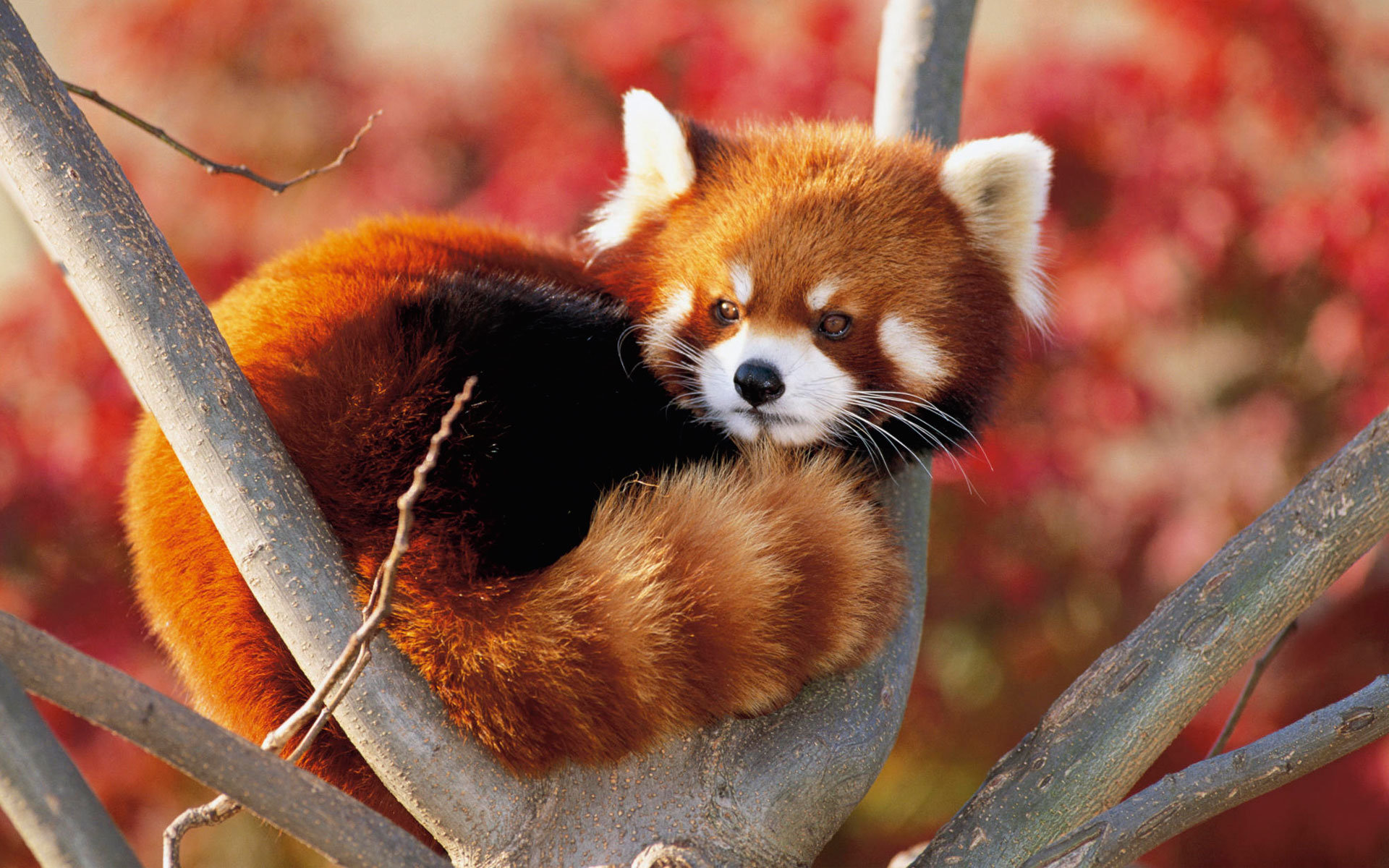Best Red Panda background ID:64004 for High Resolution hd 1920x1200 PC