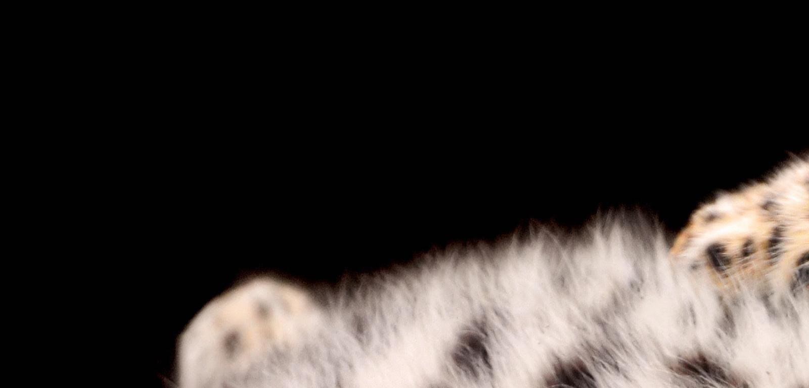 Free Leopard high quality wallpaper ID:447866 for hd 1600x768 computer