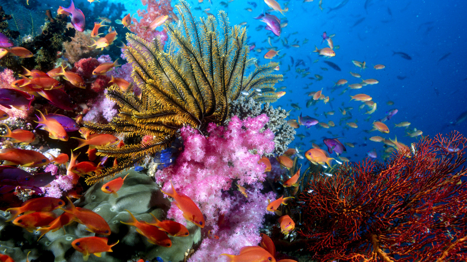 High resolution Sea Life (Marine) full hd 1080p wallpaper ID:163838 for PC