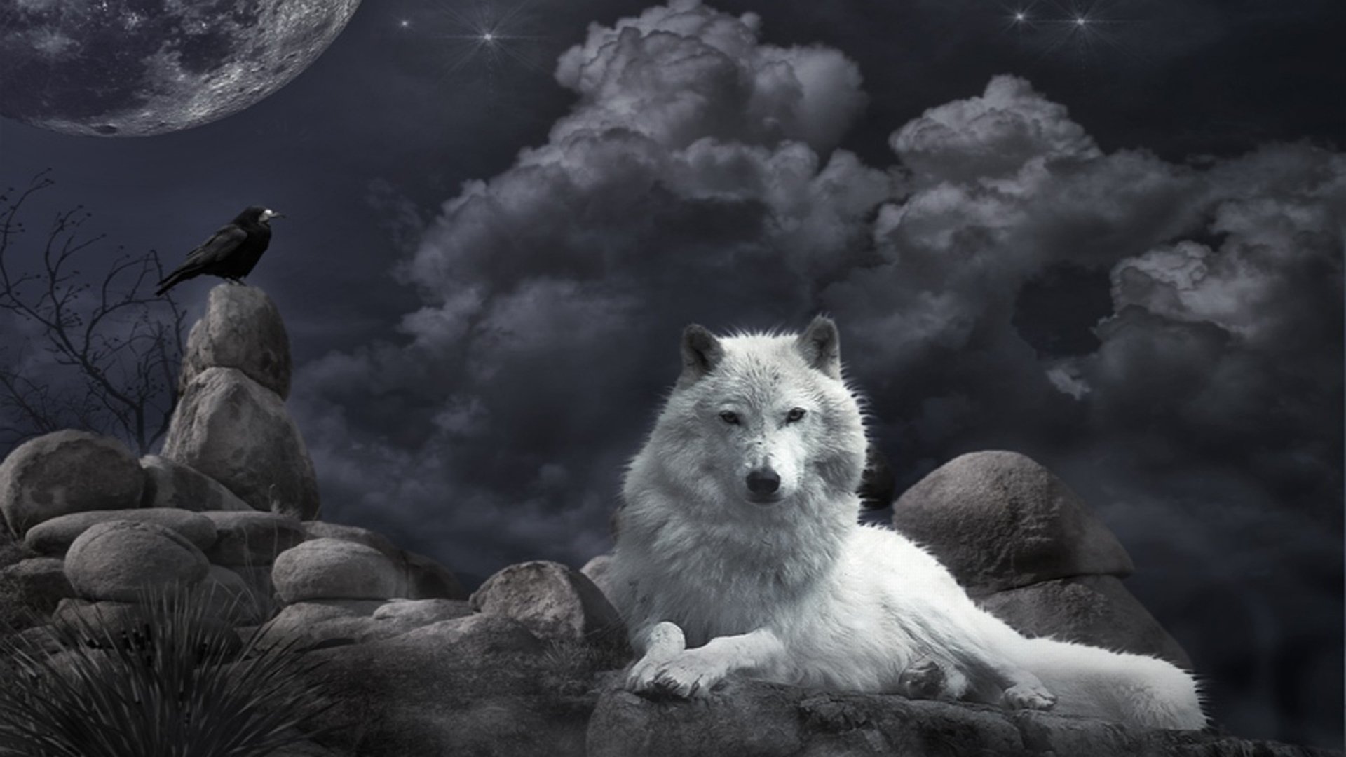 Best Wolf wallpaper ID:117587 for High Resolution full hd 1080p computer