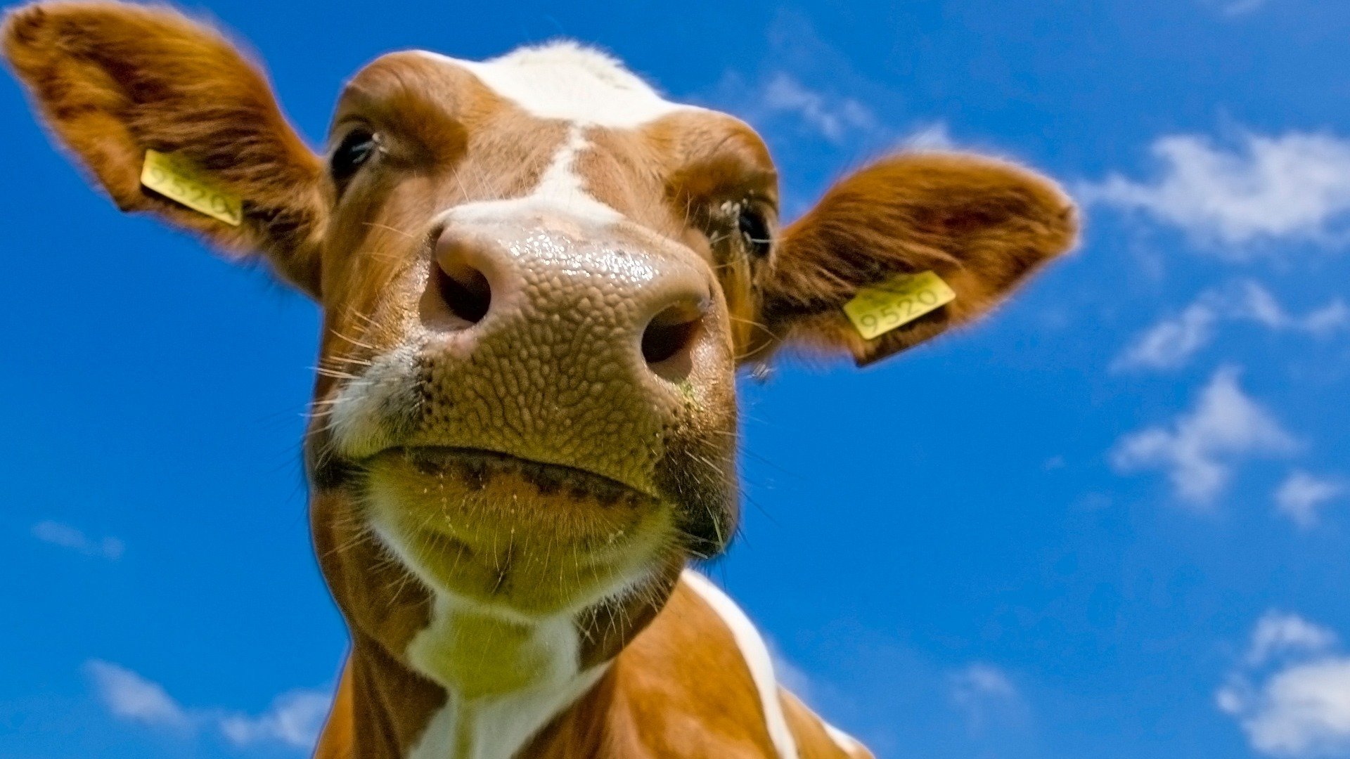 Free Cow high quality background ID:466903 for full hd 1080p desktop
