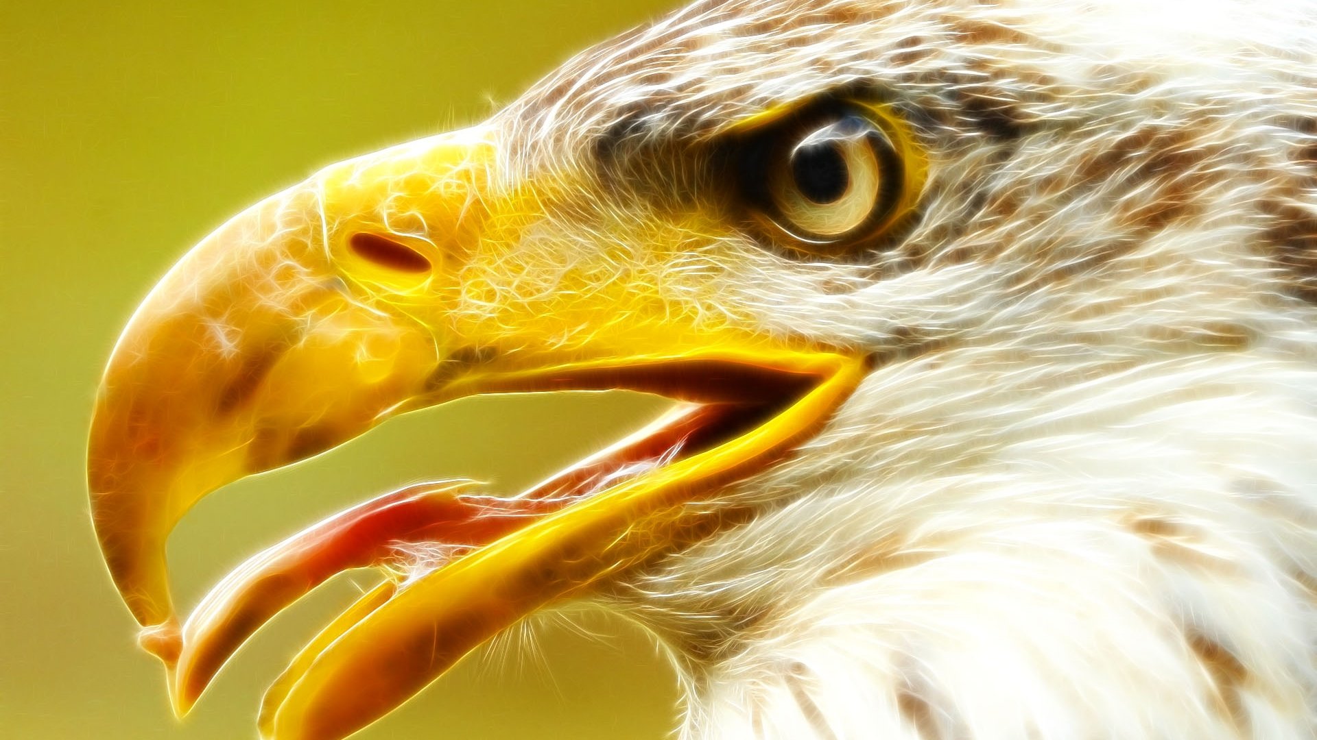 Free Eagle high quality wallpaper ID:231269 for 1080p desktop