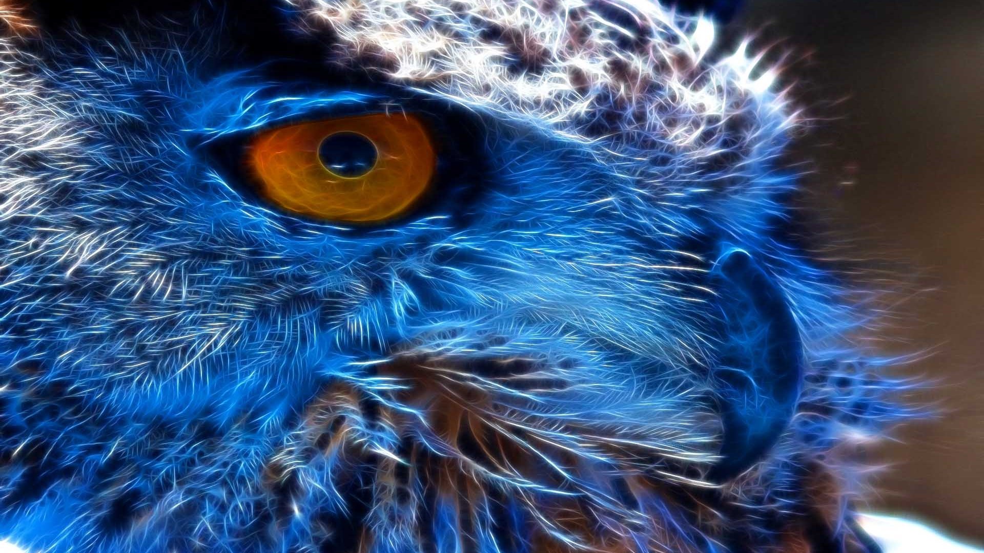 Free Owl high quality background ID:237199 for hd 1080p PC