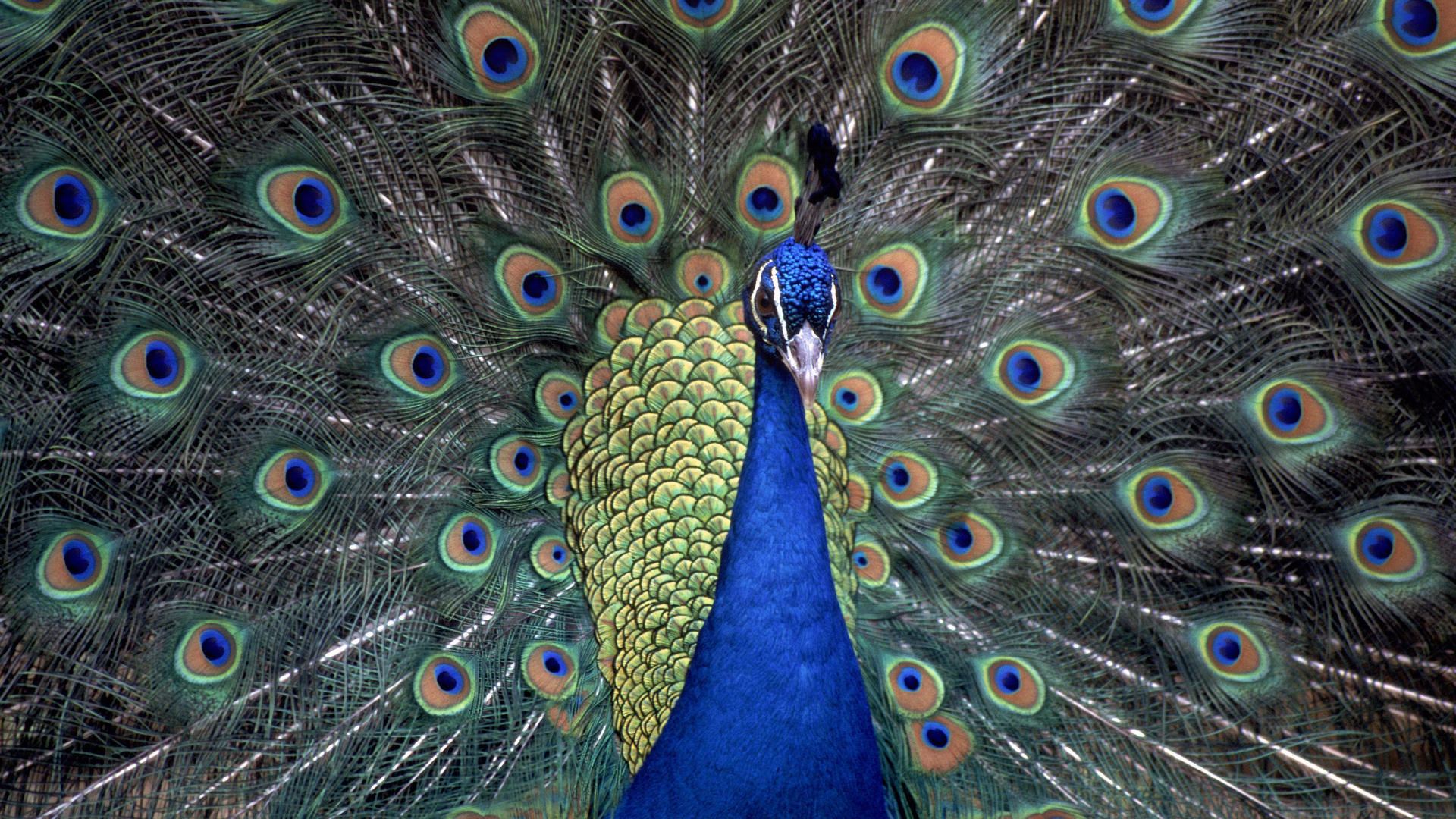 High resolution Peacock 1080p wallpaper ID:151779 for desktop