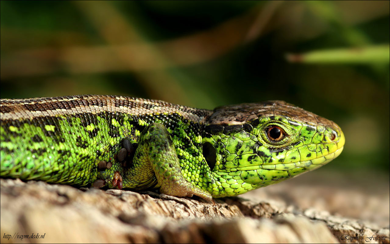 High resolution Lizard hd 1280x800 background ID:443956 for PC