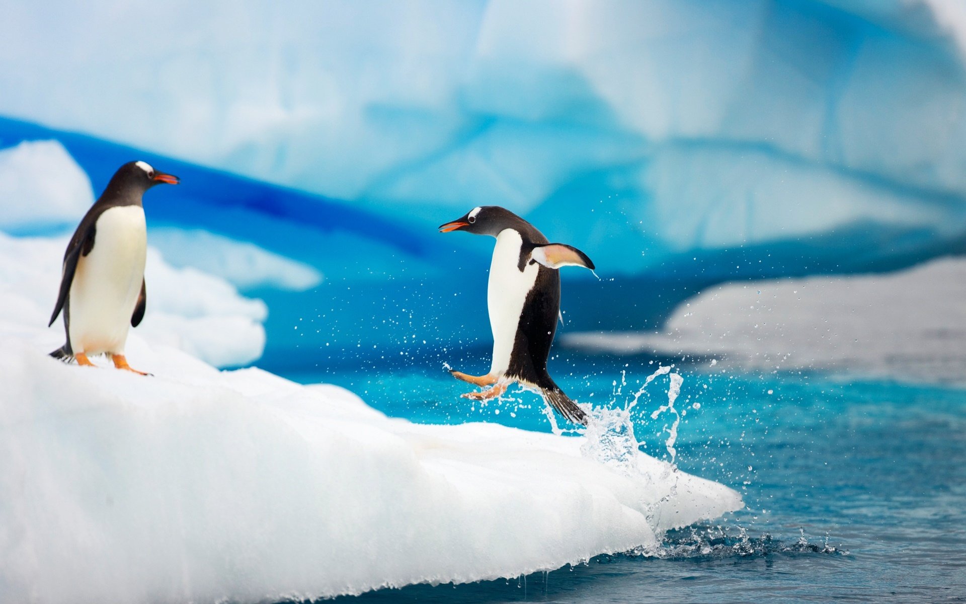 High resolution Penguin hd 1920x1200 wallpaper ID:149352 for PC
