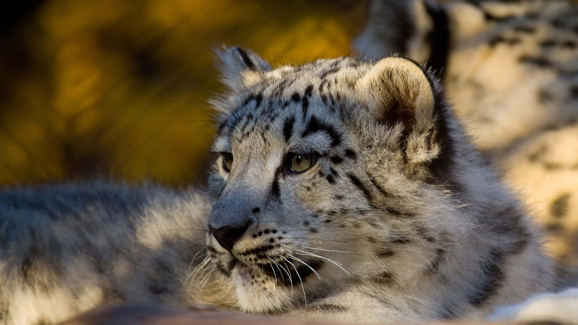 Free Snow Leopard high quality background ID:34539 for 1080p computer