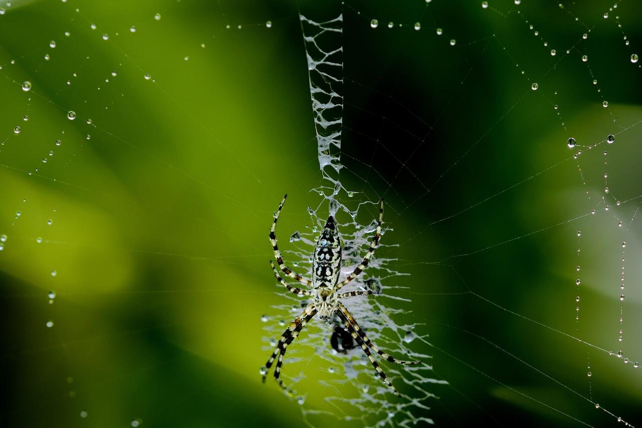 Free Spider high quality background ID:22292 for hd 1280x854 desktop