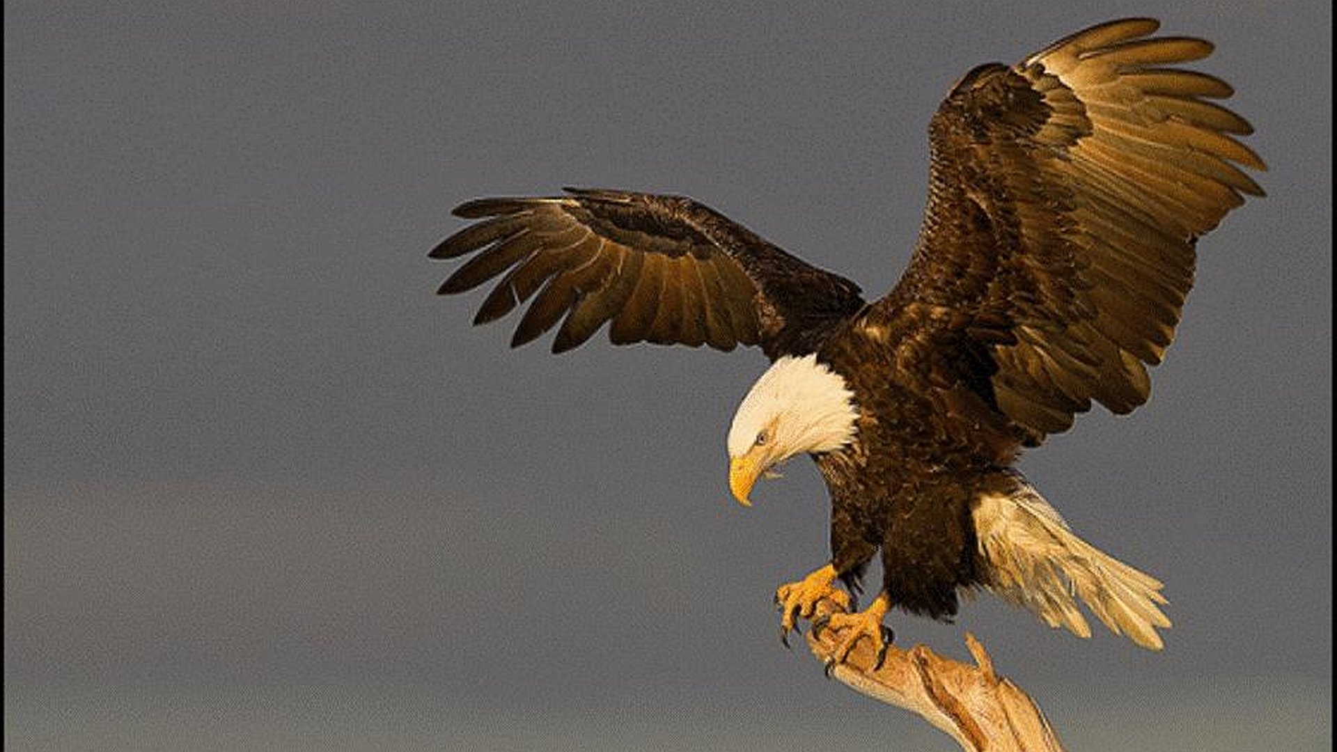 Best Eagle wallpaper ID:231214 for High Resolution hd 1080p PC