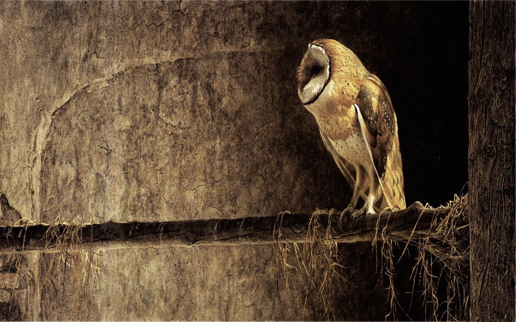 Best Barn Owl background ID:81542 for High Resolution hd 1680x1050 PC