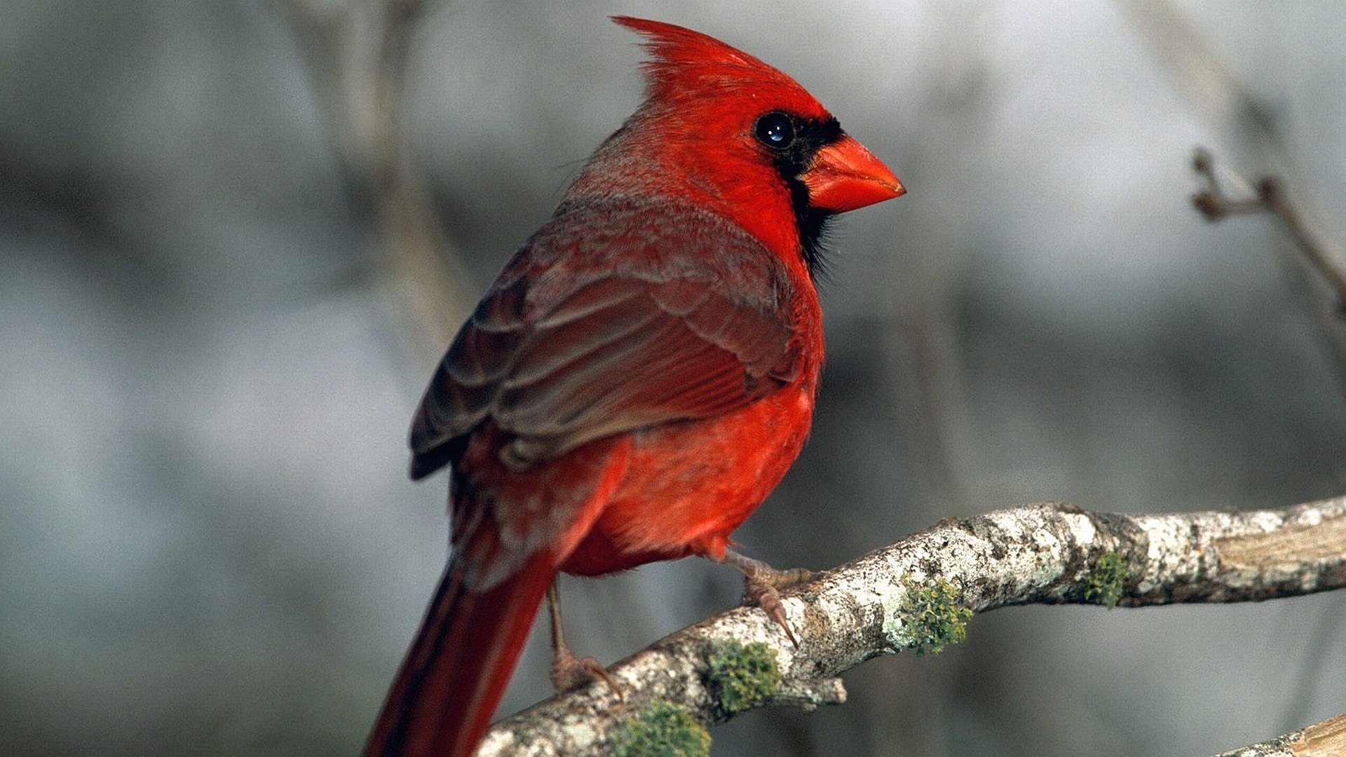 Download hd 1080p Cardinal computer wallpaper ID:24671 for free
