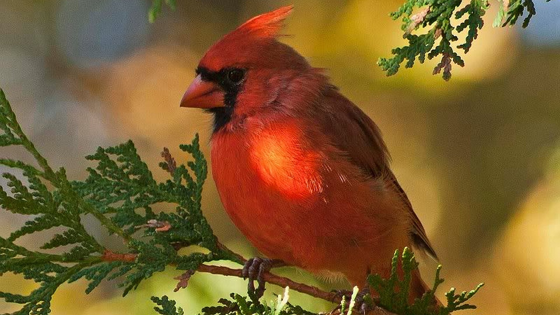 Best Cardinal background ID:24693 for High Resolution hd 1080p PC