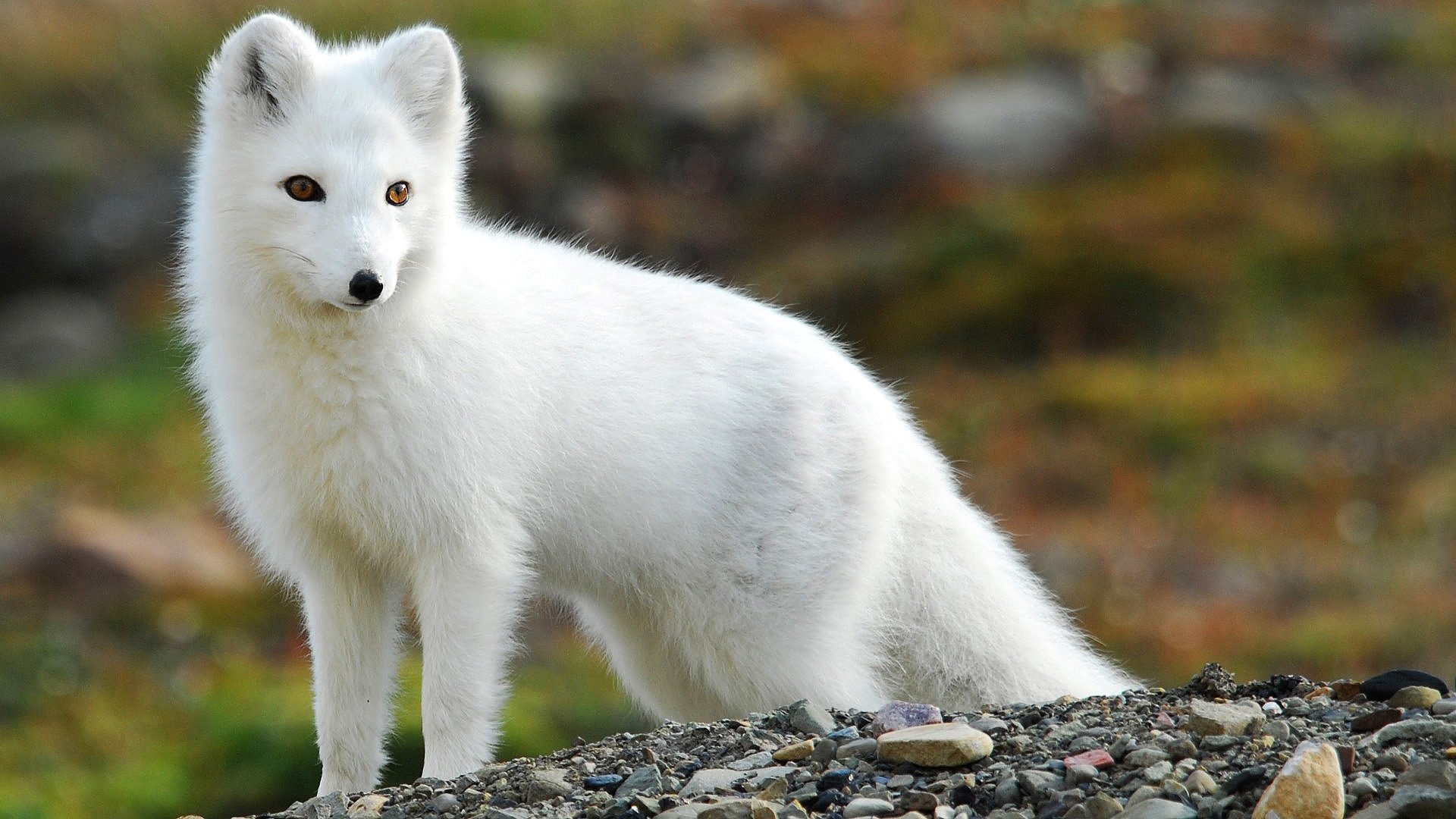 Download full hd Arctic Fox computer background ID:98736 for free