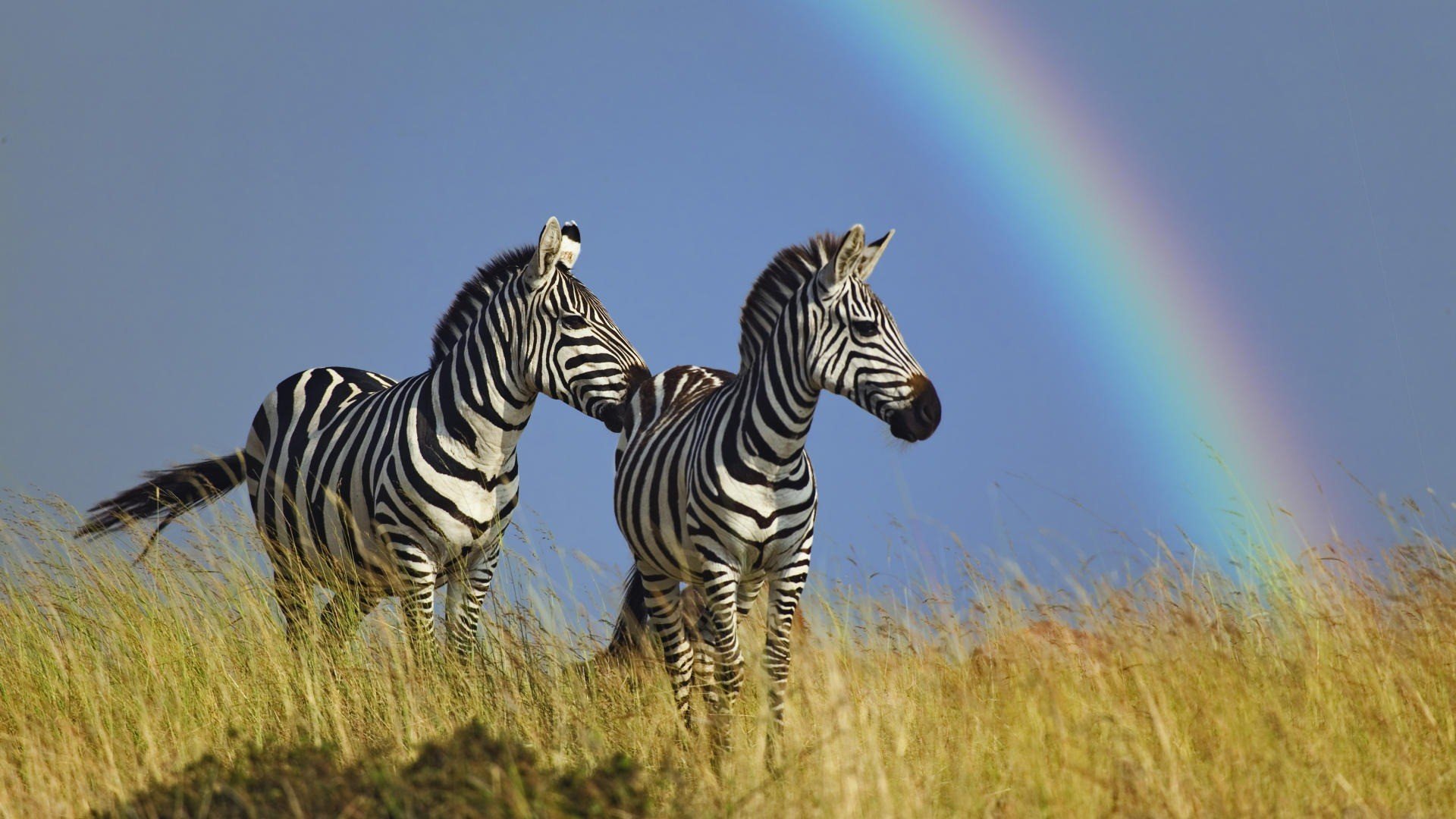 Awesome Zebra free background ID:73739 for hd 1920x1080 PC