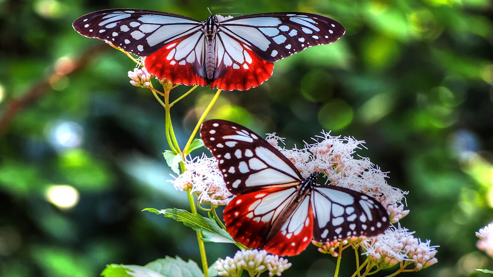 High resolution Butterfly full hd 1920x1080 wallpaper ID:168104 for PC