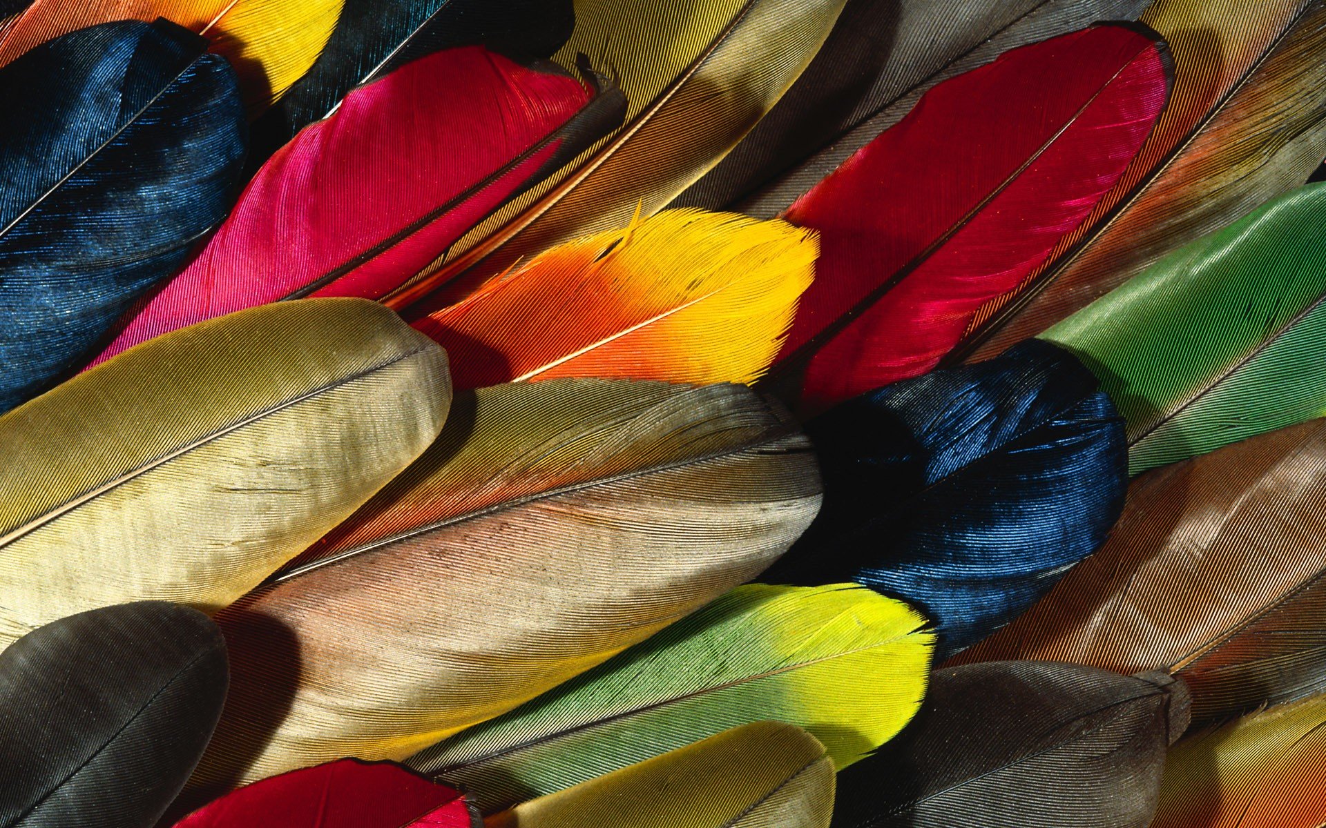 Best Feather wallpaper ID:460526 for High Resolution hd 1920x1200 PC