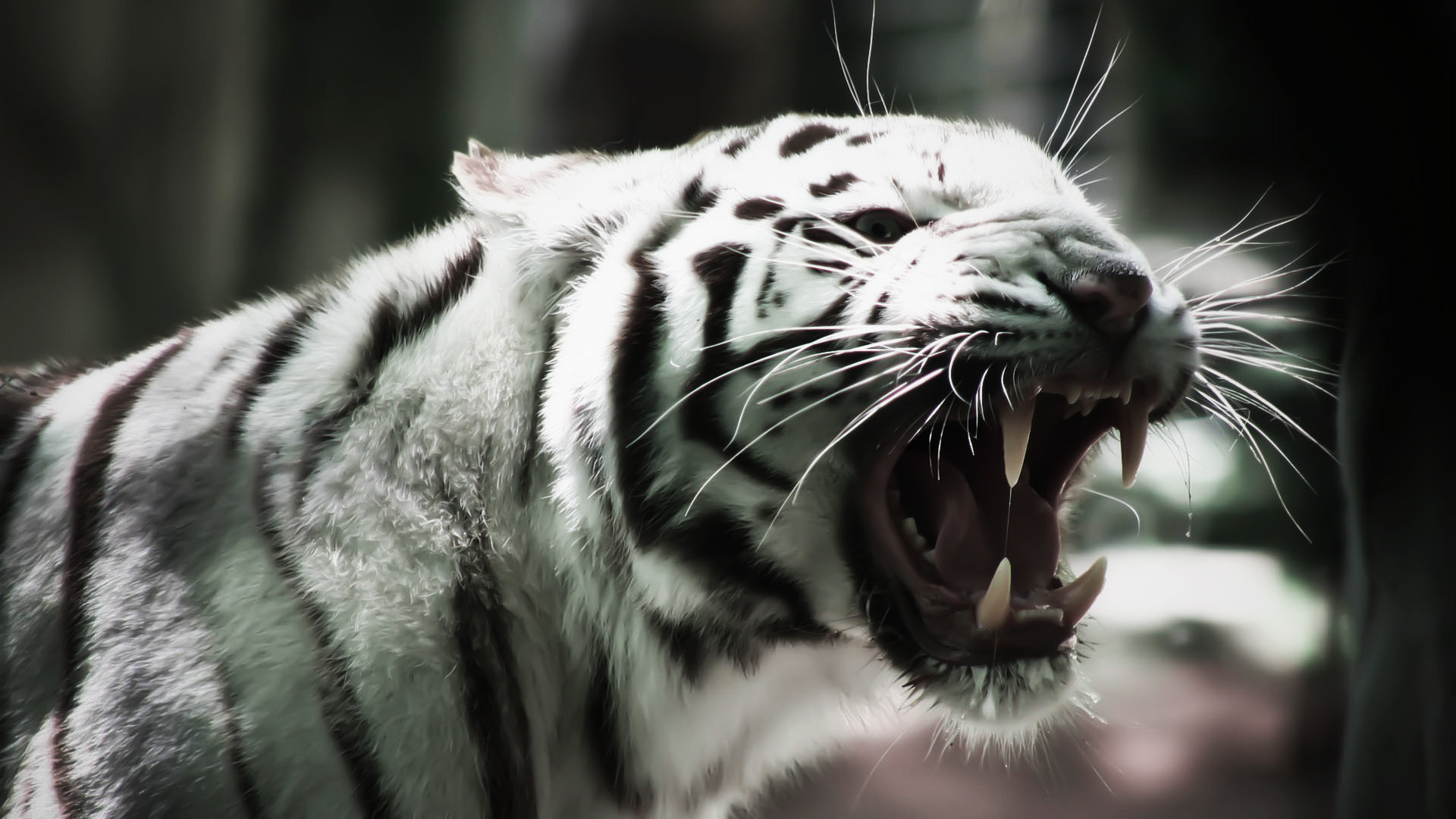 Download full hd 1920x1080 White Tiger computer wallpaper ID:174932 for free
