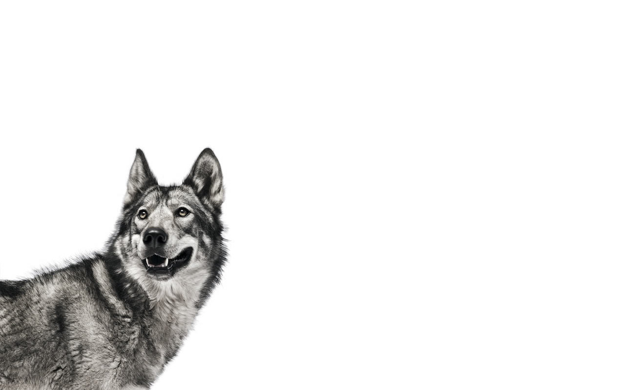 Free Wolf high quality background ID:117608 for hd 1280x800 desktop