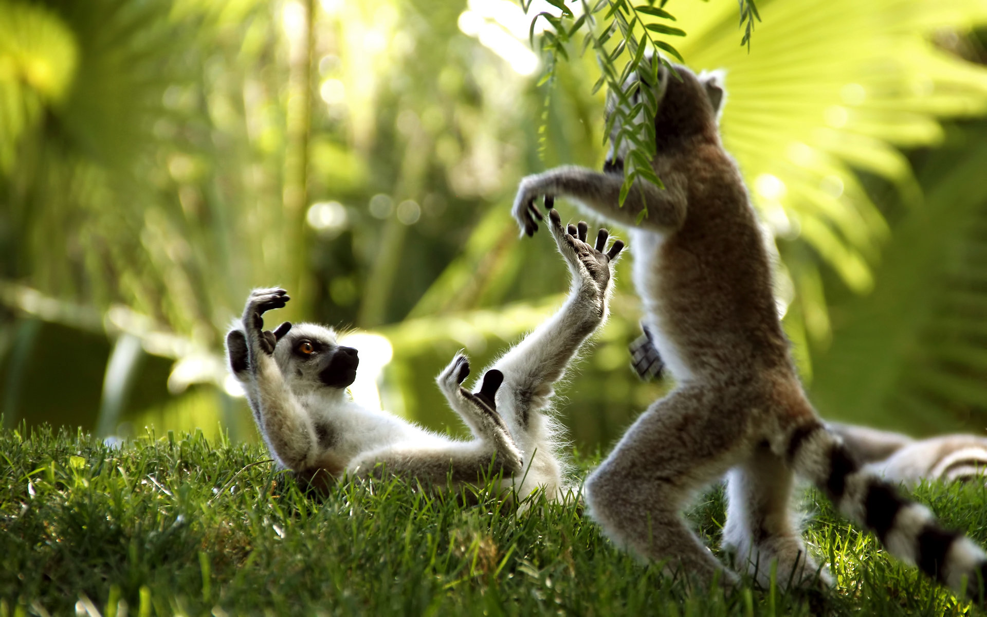 Download hd 1920x1200 Lemur PC background ID:53201 for free