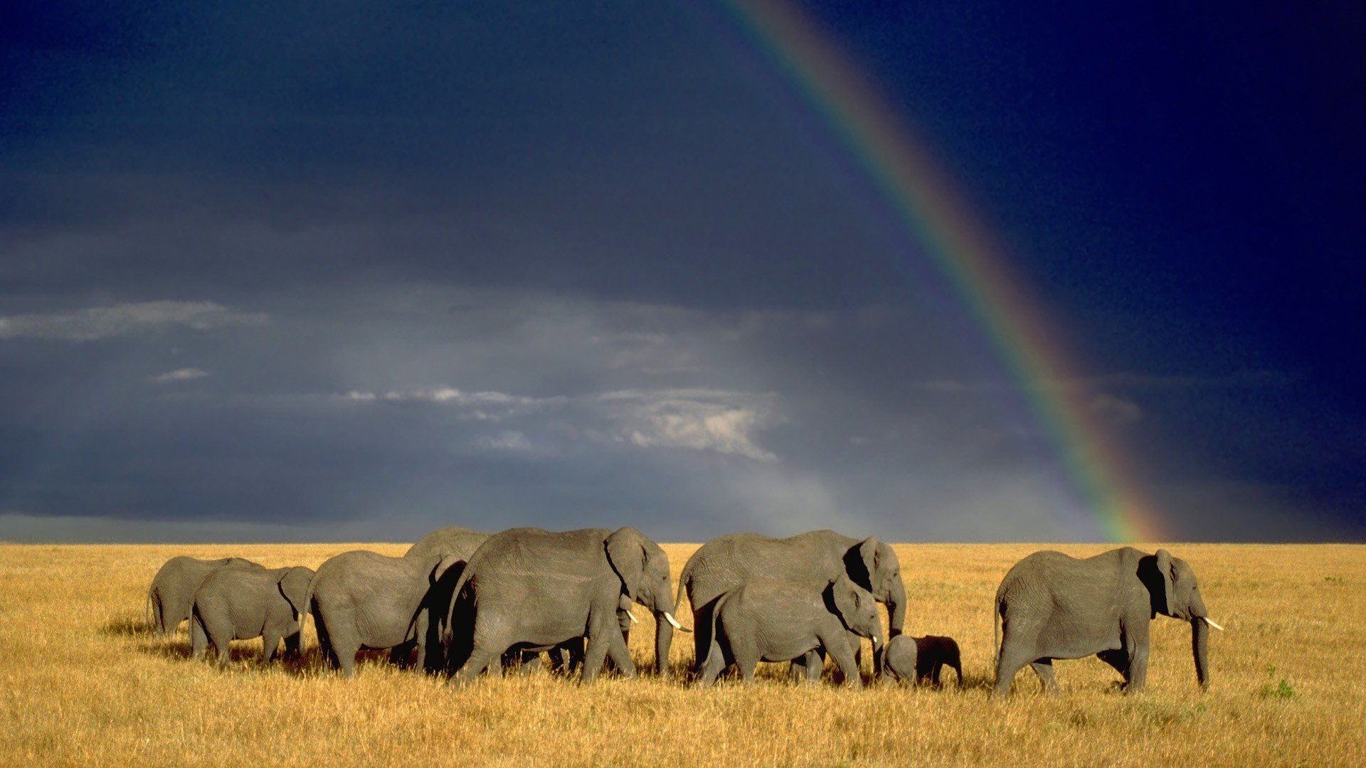 Download hd 1080p Elephant desktop background ID:132777 for free
