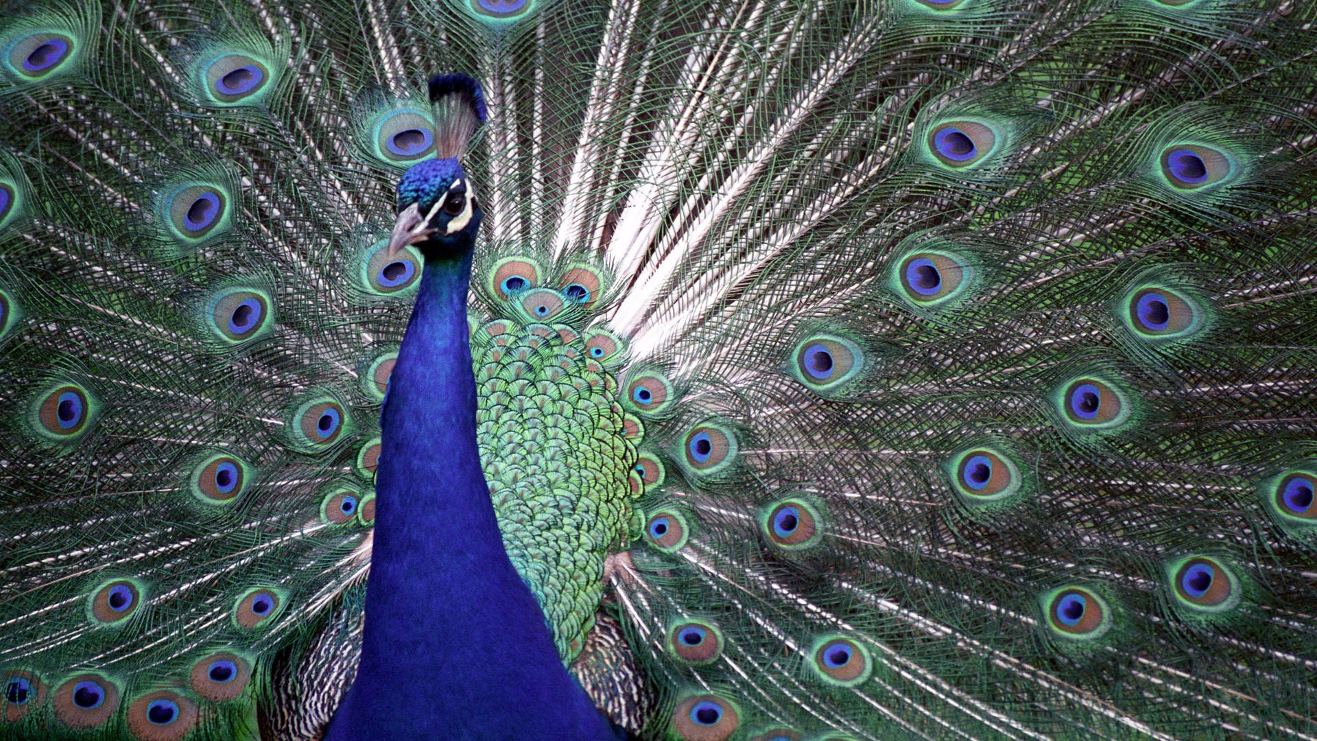 Awesome Peacock free wallpaper ID:151778 for hd 1080p desktop
