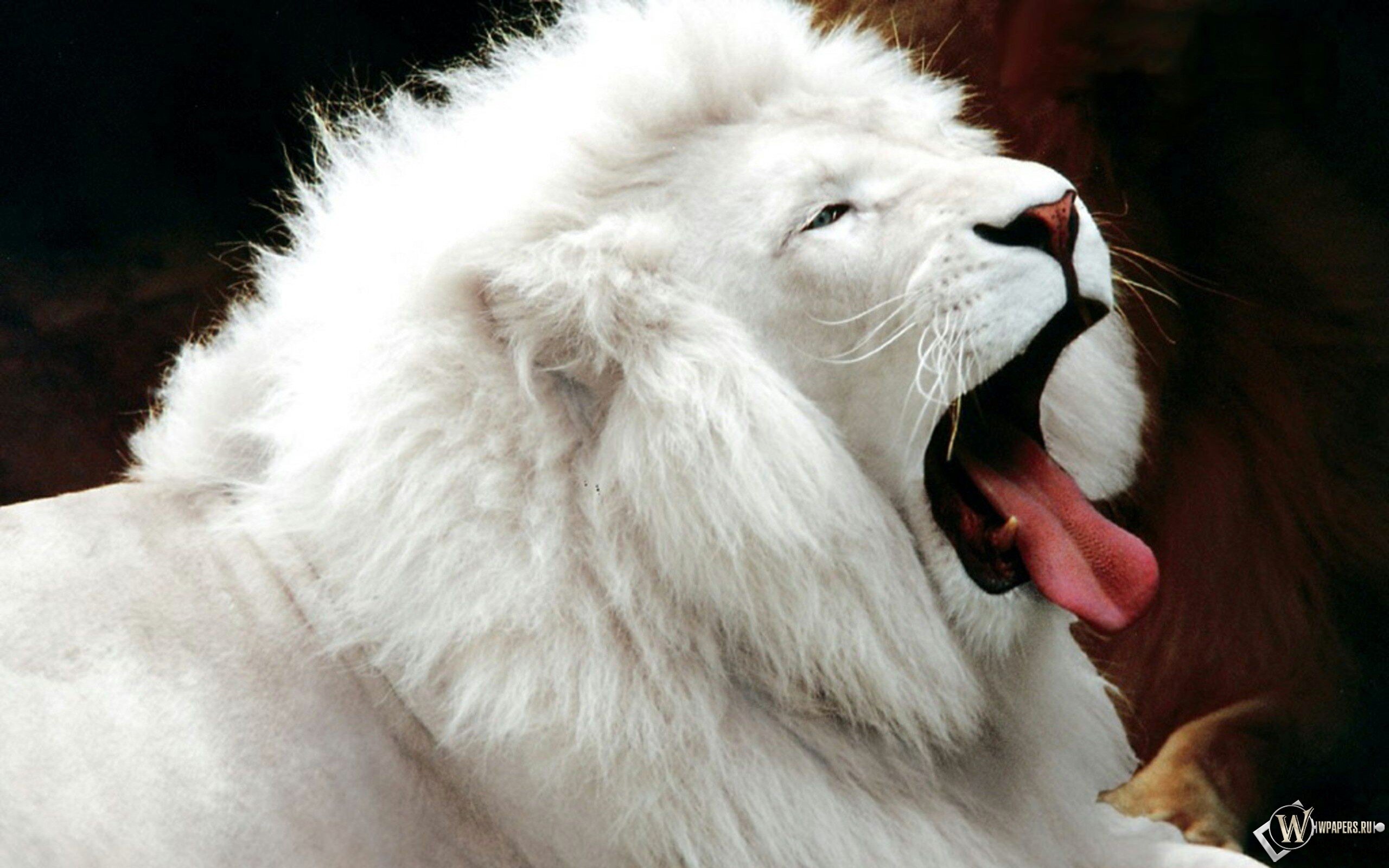 High resolution White Lion hd 2560x1600 background ID:237707 for computer