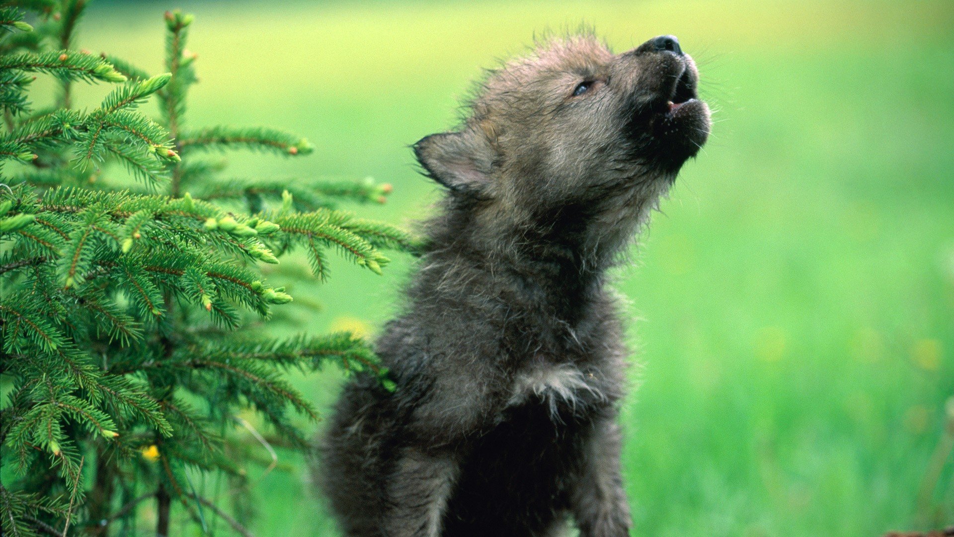 Awesome Wolf free background ID:117624 for 1080p desktop