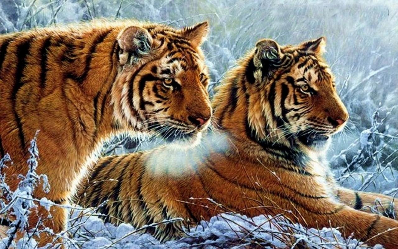 High resolution Tiger hd 1280x800 wallpaper ID:116173 for PC