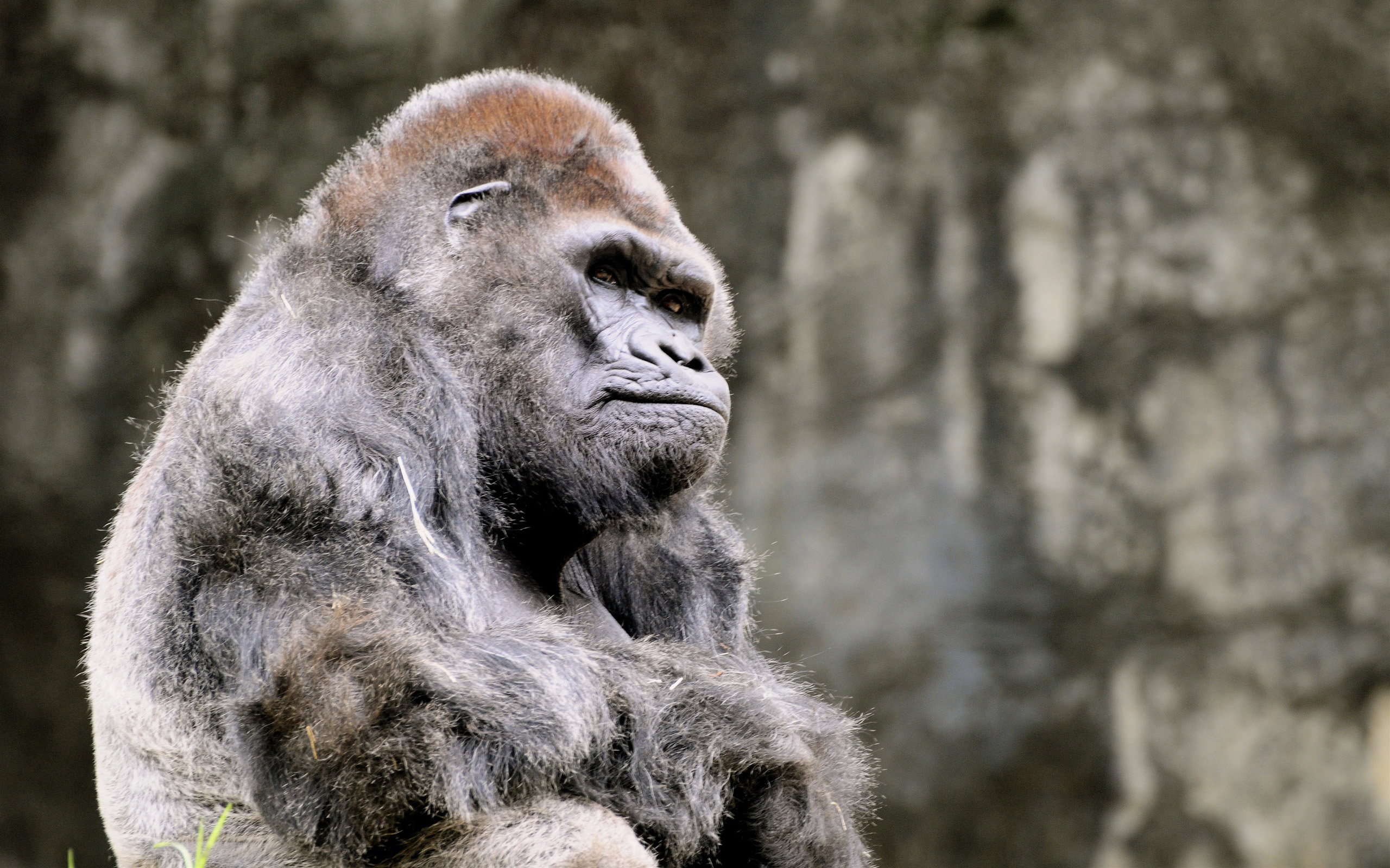 Free Gorilla high quality wallpaper ID:145554 for hd 2560x1600 PC