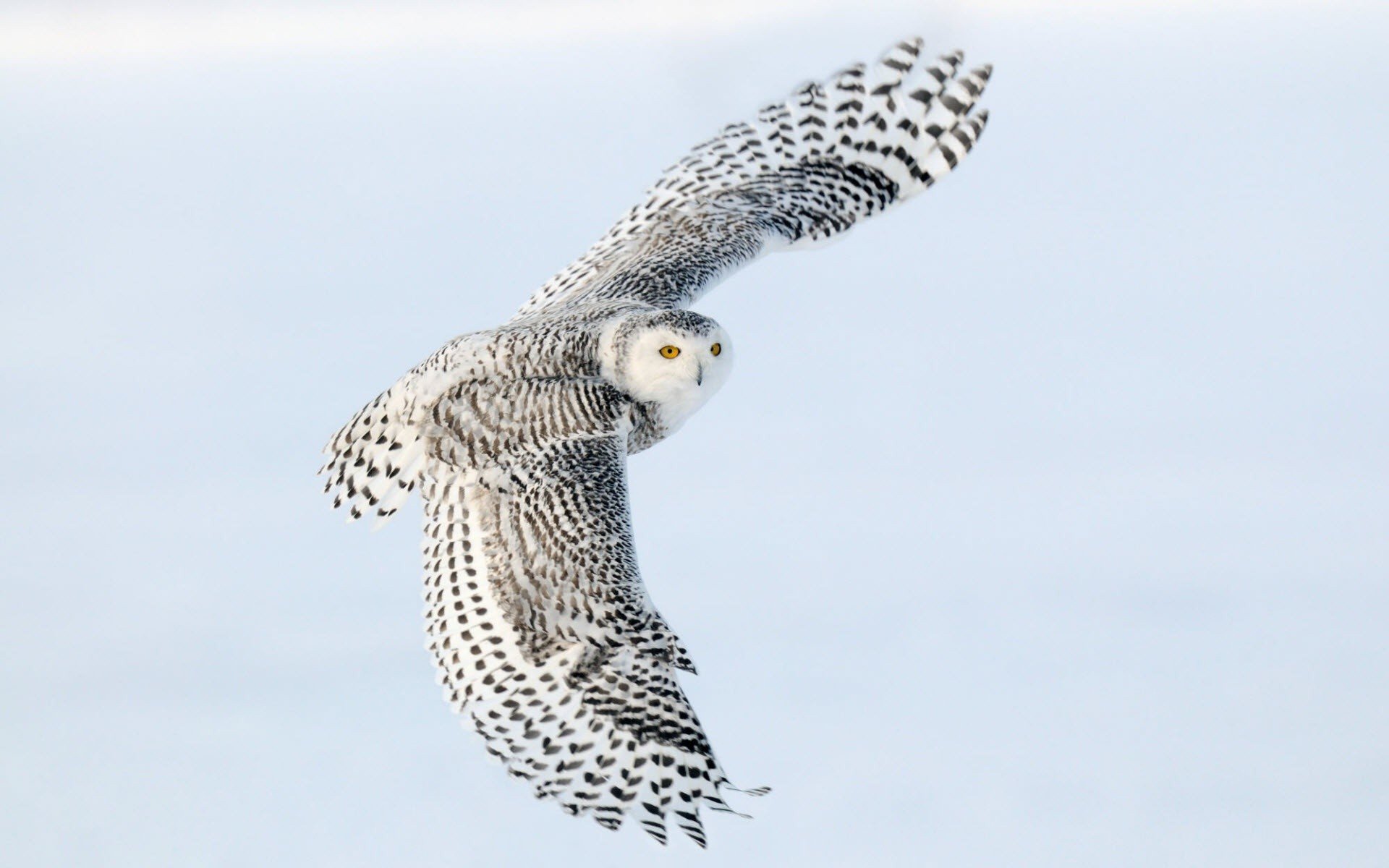 Awesome Snowy Owl free wallpaper ID:26817 for hd 1920x1200 computer