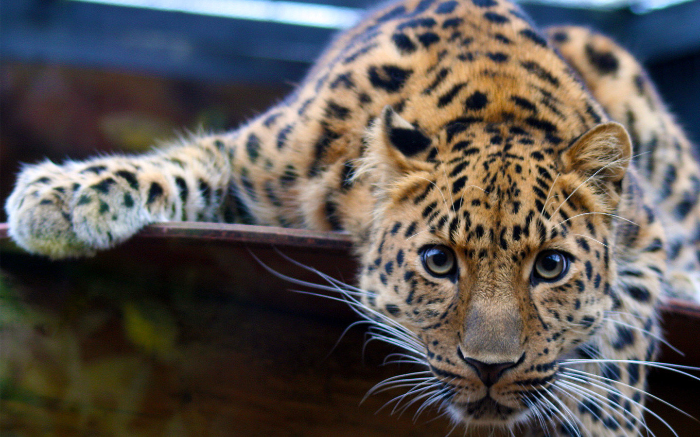 Awesome Leopard free background ID:447791 for hd 1440x900 desktop