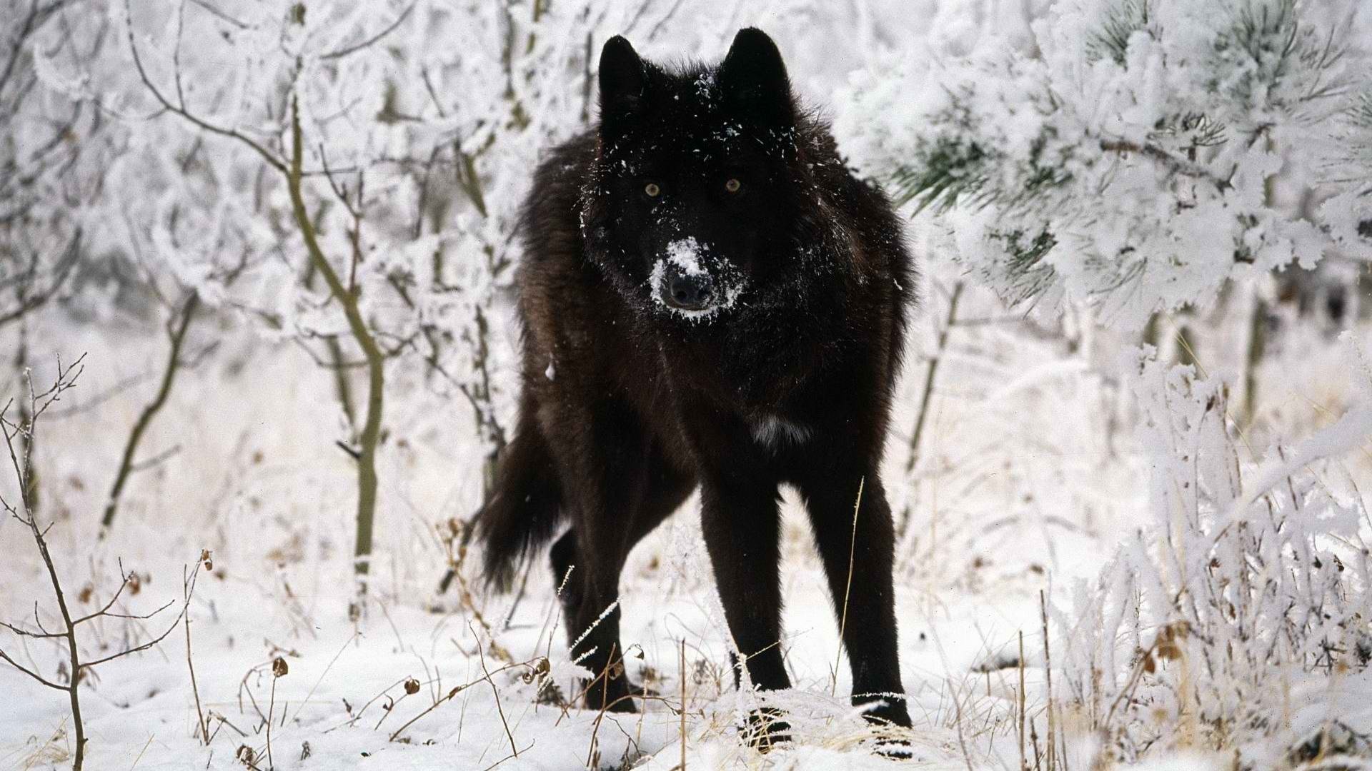 Free download Wolf background ID:117931 1080p for computer