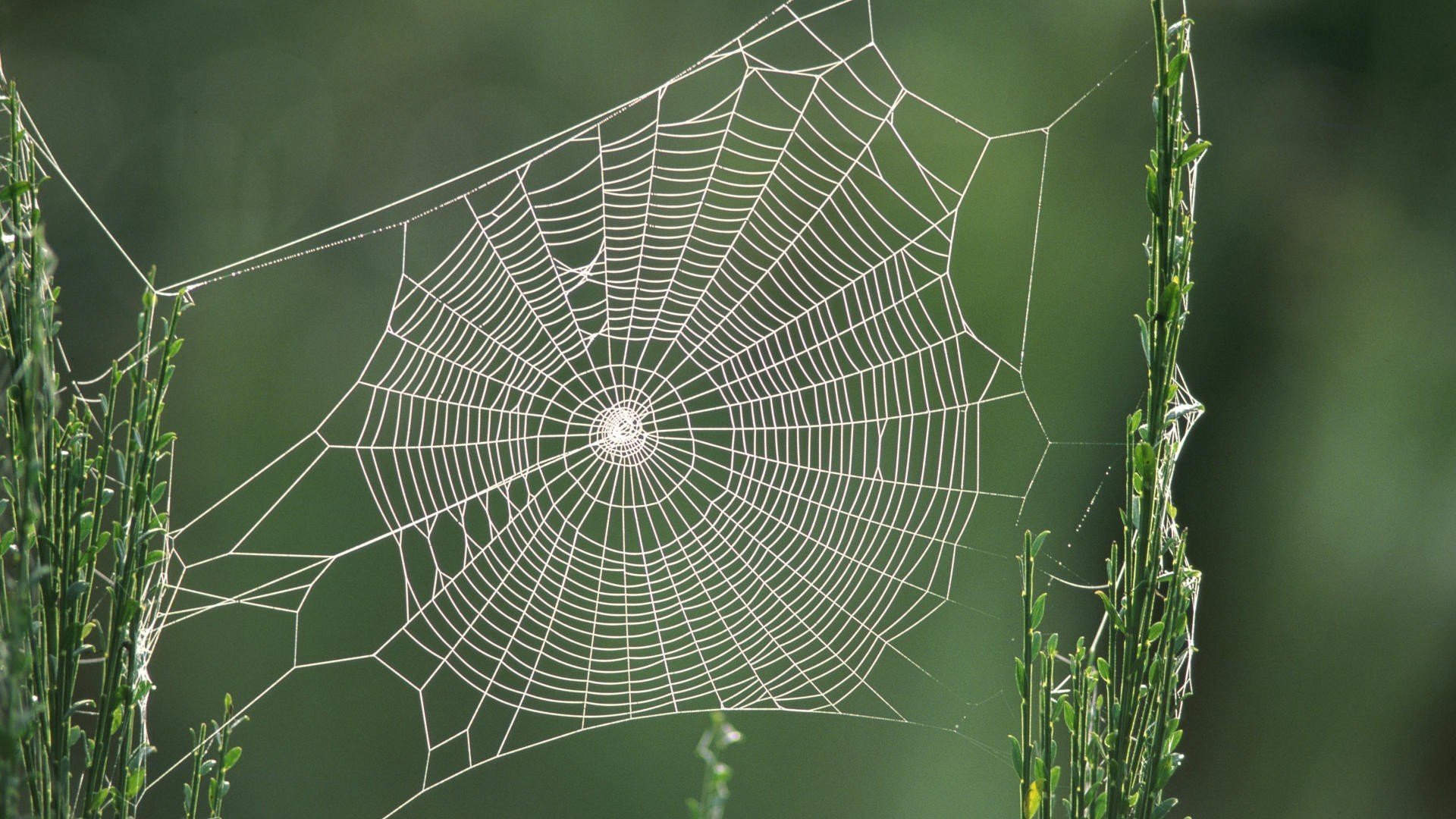 Download full hd Spider Web computer wallpaper ID:184772 for free