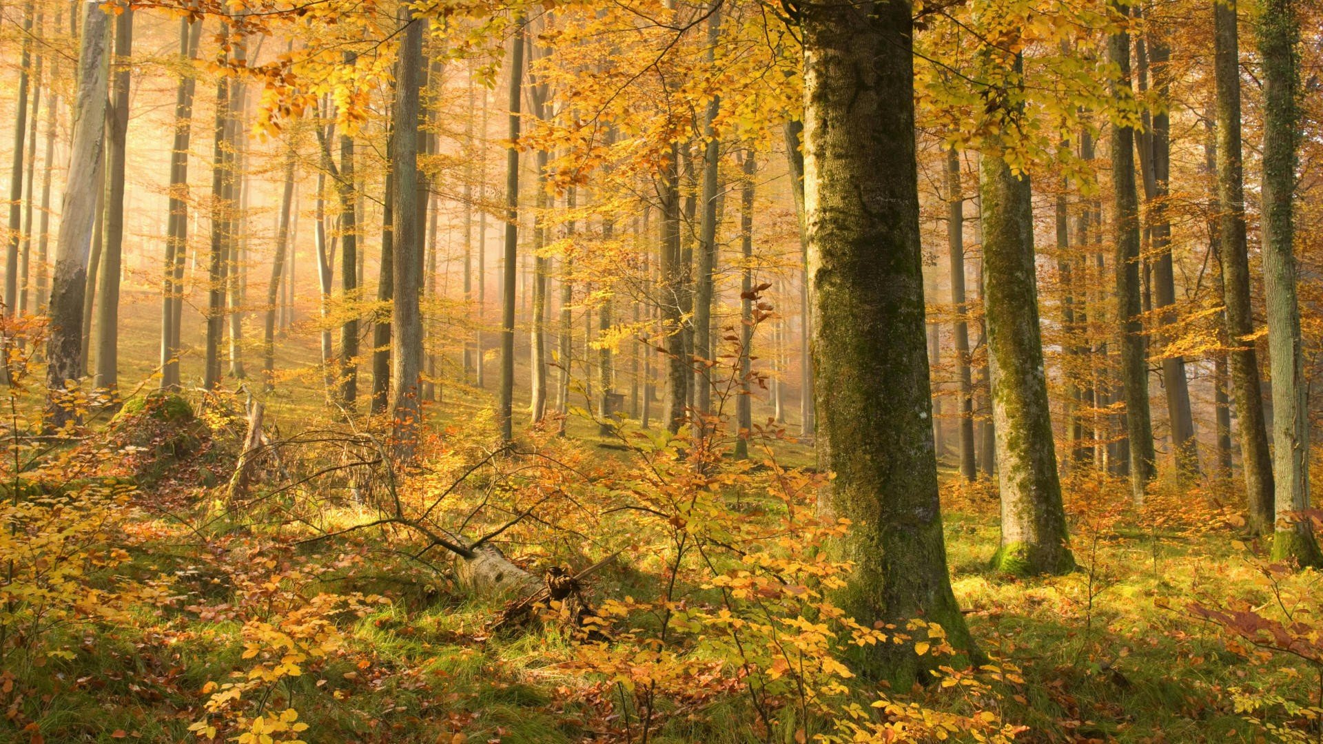 Awesome Fall free background ID:21498 for full hd 1080p computer