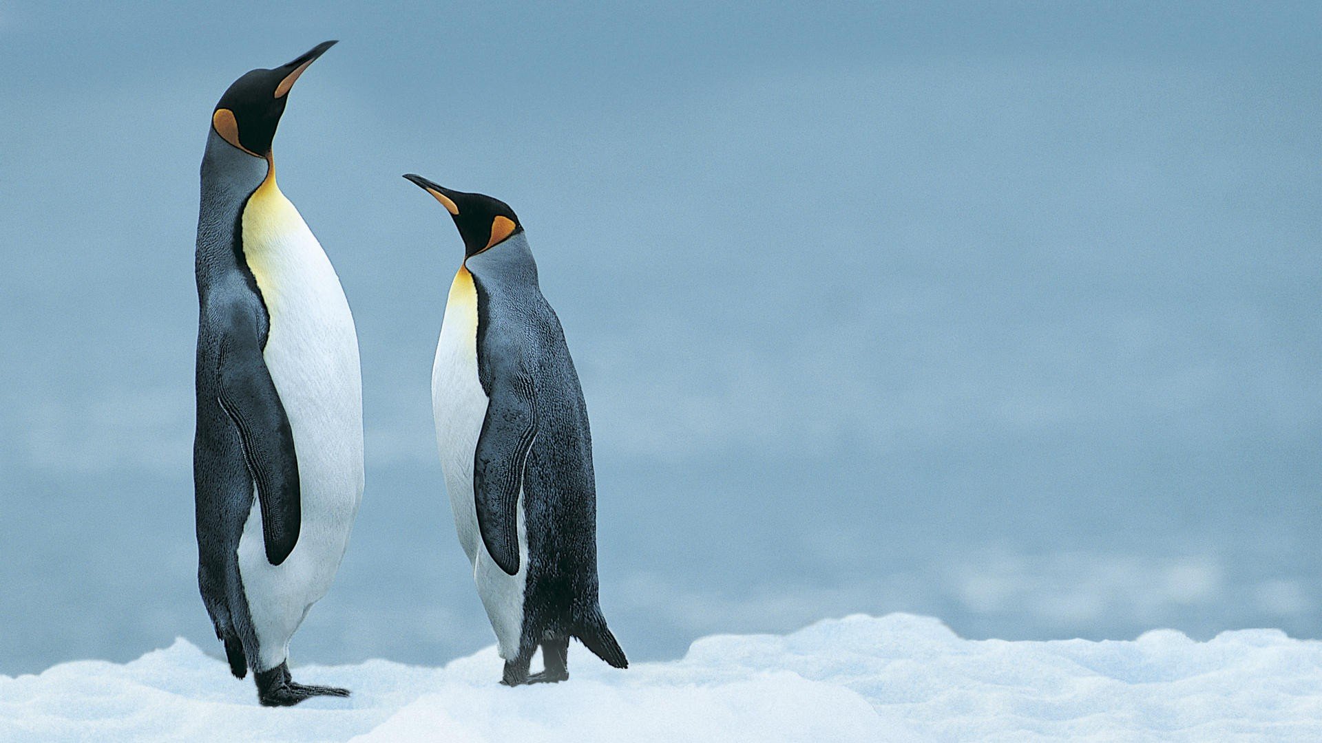 High resolution Penguin full hd wallpaper ID:149399 for computer