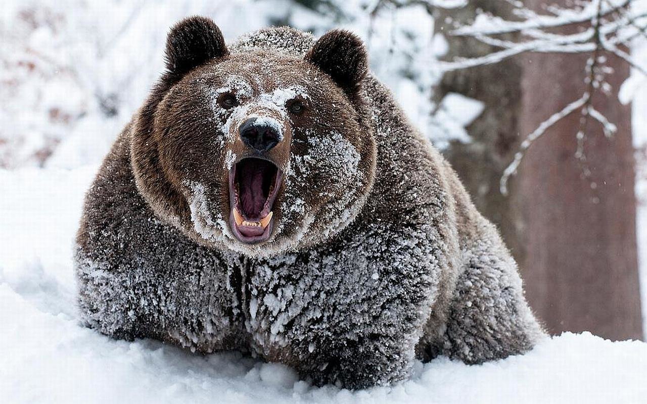 Awesome Bear free wallpaper ID:352967 for hd 1280x800 PC