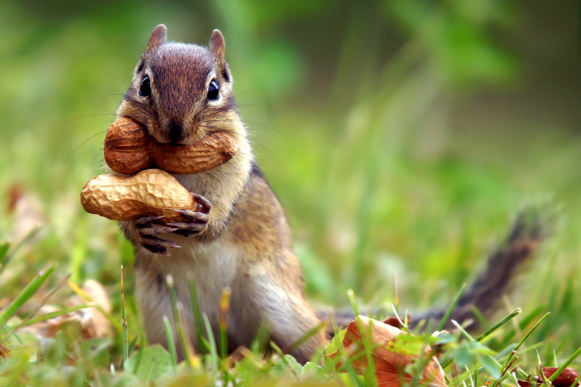 Free download Chipmunk background ID:323109 hd 1920x1280 for PC