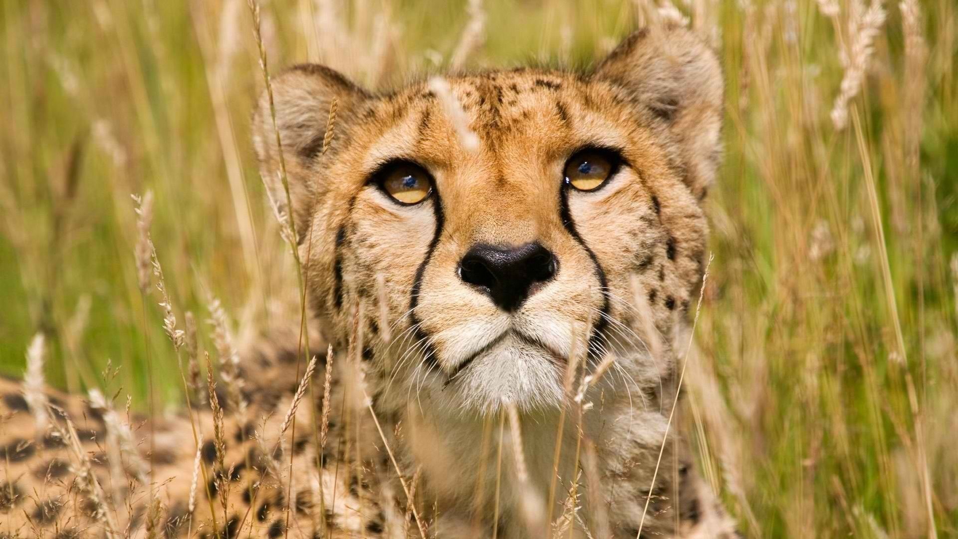 Free Cheetah high quality background ID:161842 for 1080p computer