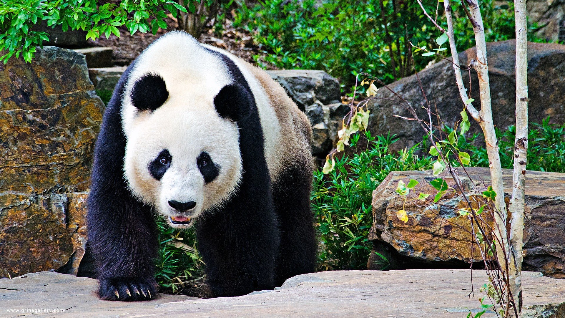 Download full hd 1080p Panda PC background ID:300452 for free