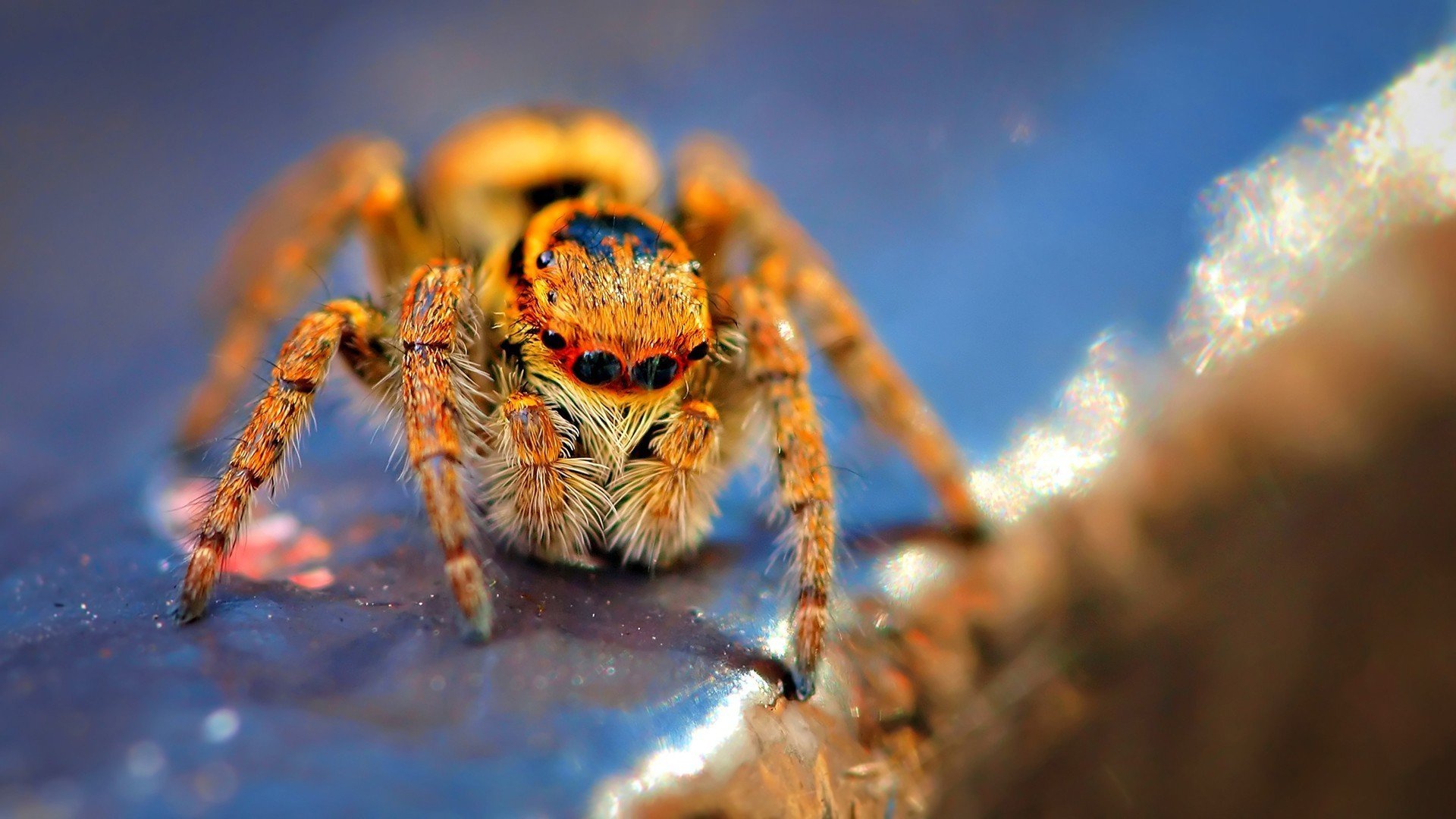 Awesome Spider free wallpaper ID:22290 for full hd 1080p PC