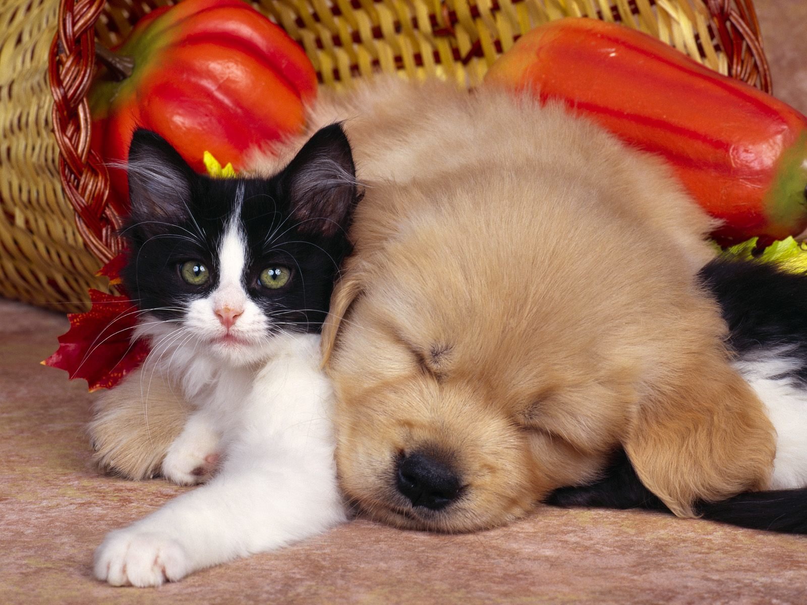 Free Cat and Dog high quality background ID:125331 for hd 1600x1200 PC