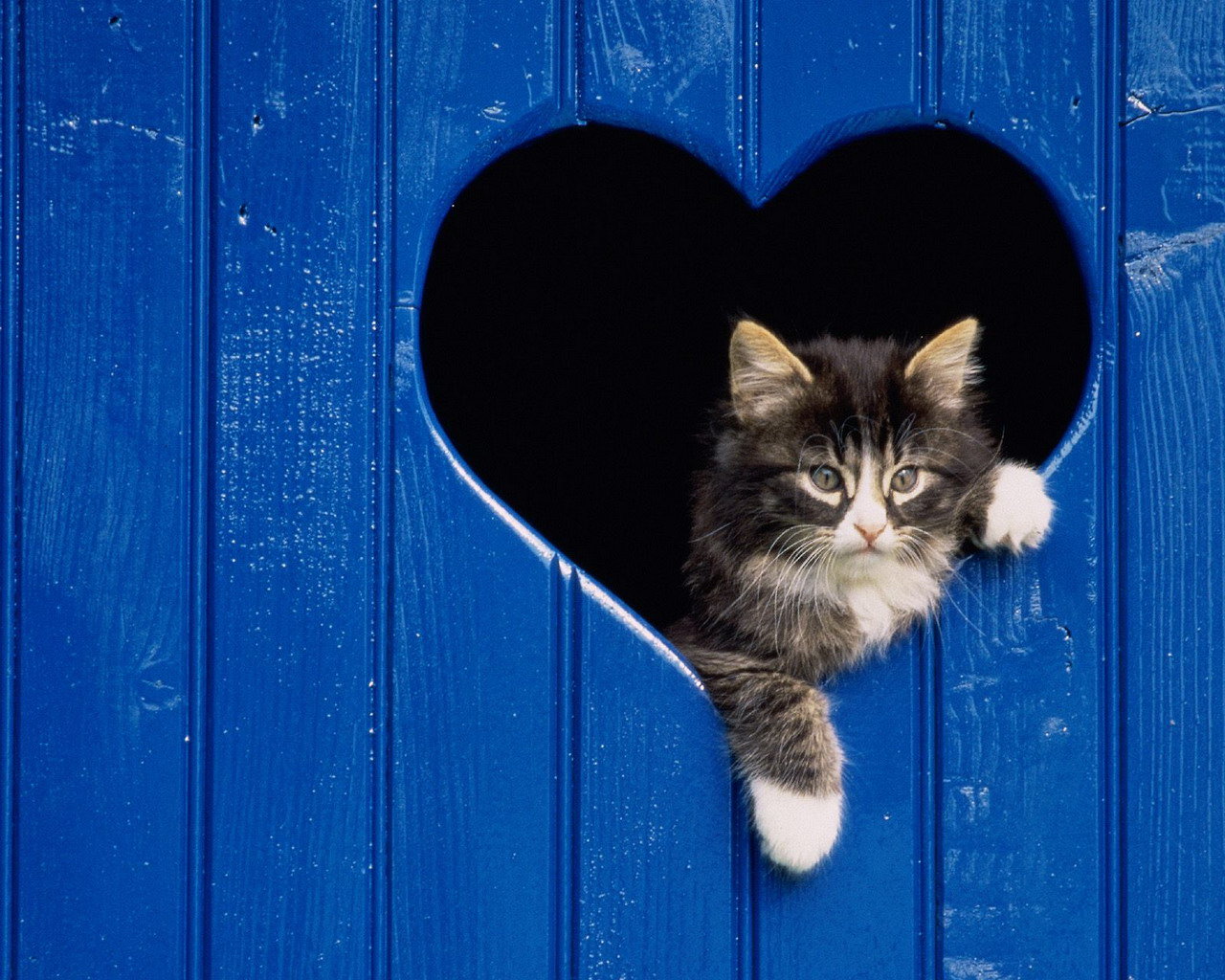 Free download Cat background ID:429765 hd 1280x1024 for computer