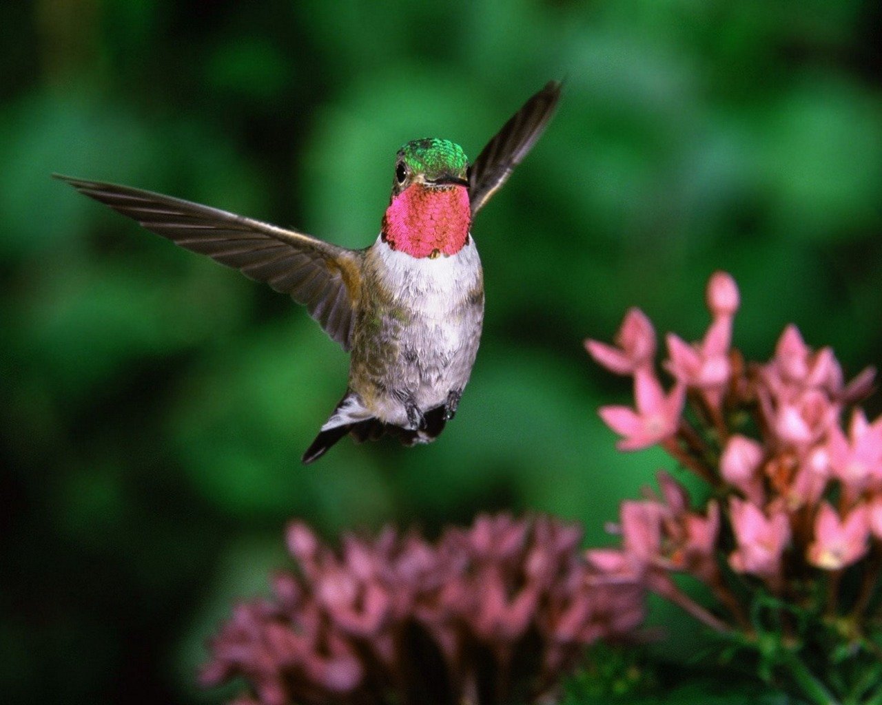 Awesome Hummingbird free background ID:215847 for hd 1280x1024 computer