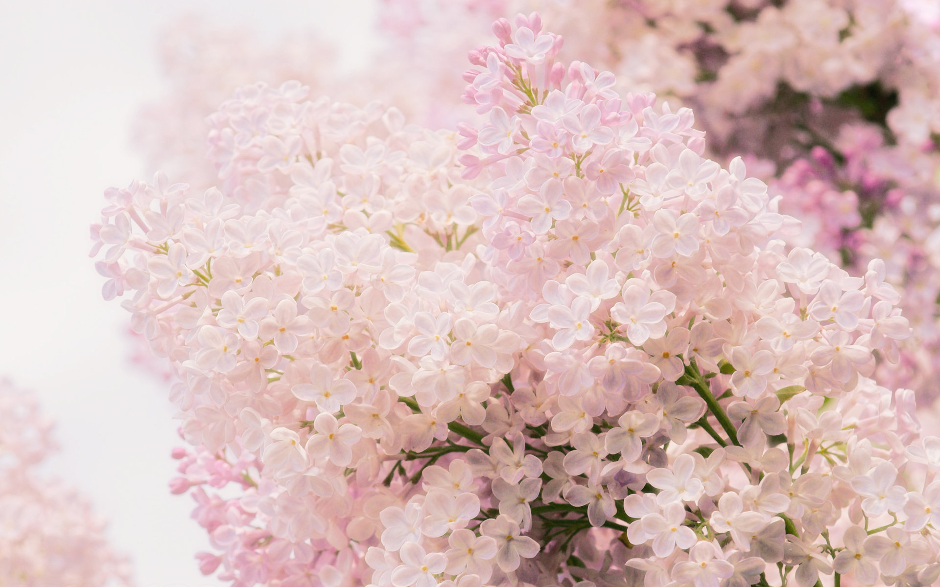 Best Blossom background ID:333029 for High Resolution hd 1920x1200 desktop