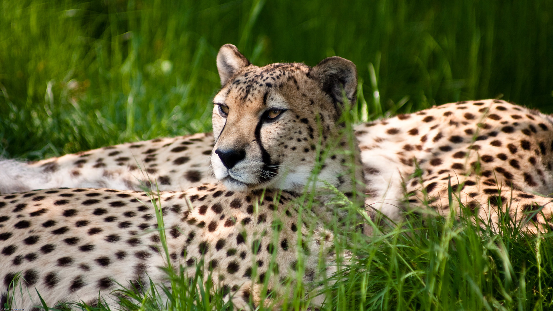 Free Cheetah high quality background ID:161878 for full hd 1080p PC