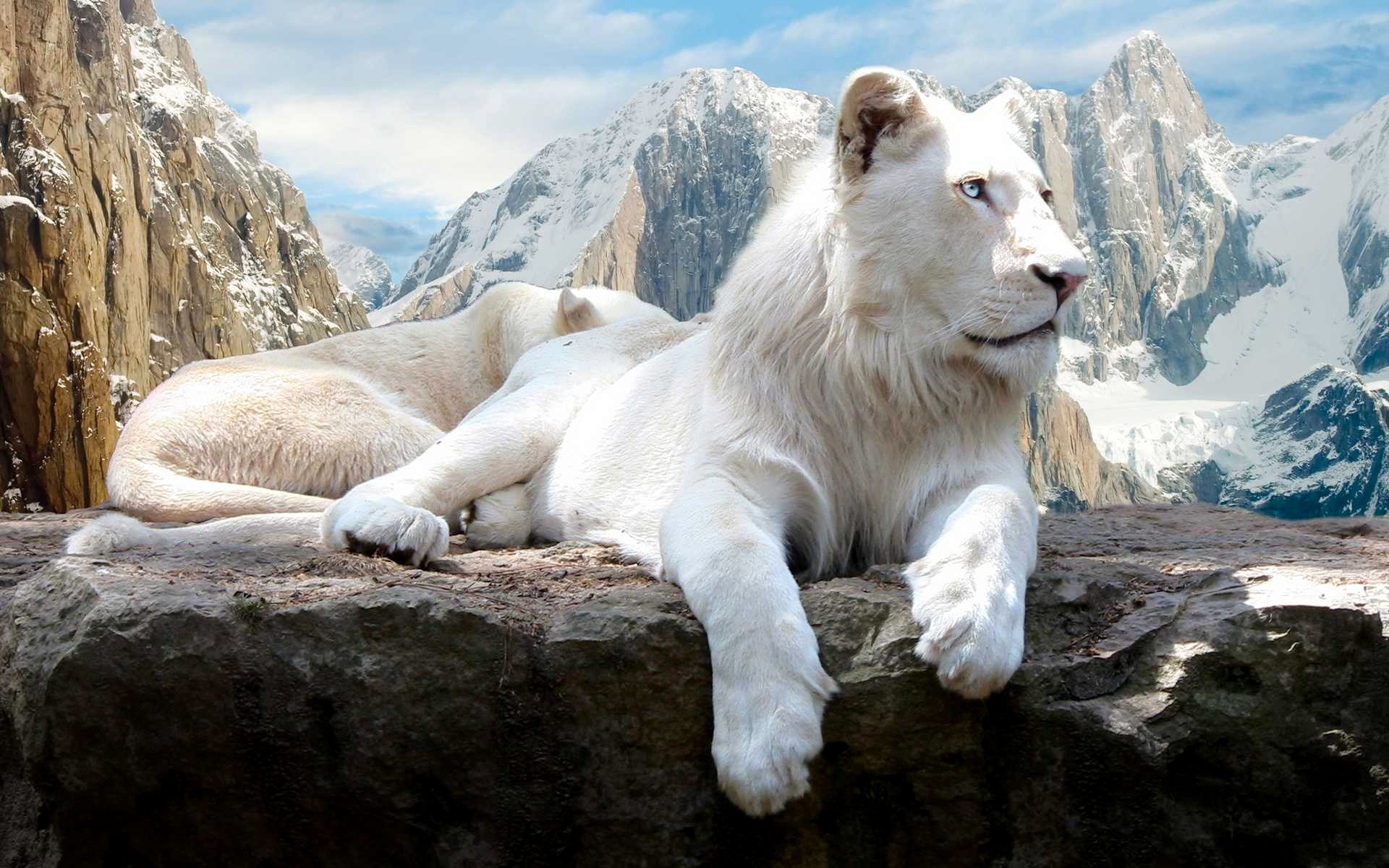 Free White Lion high quality wallpaper ID:237717 for hd 1920x1200 computer